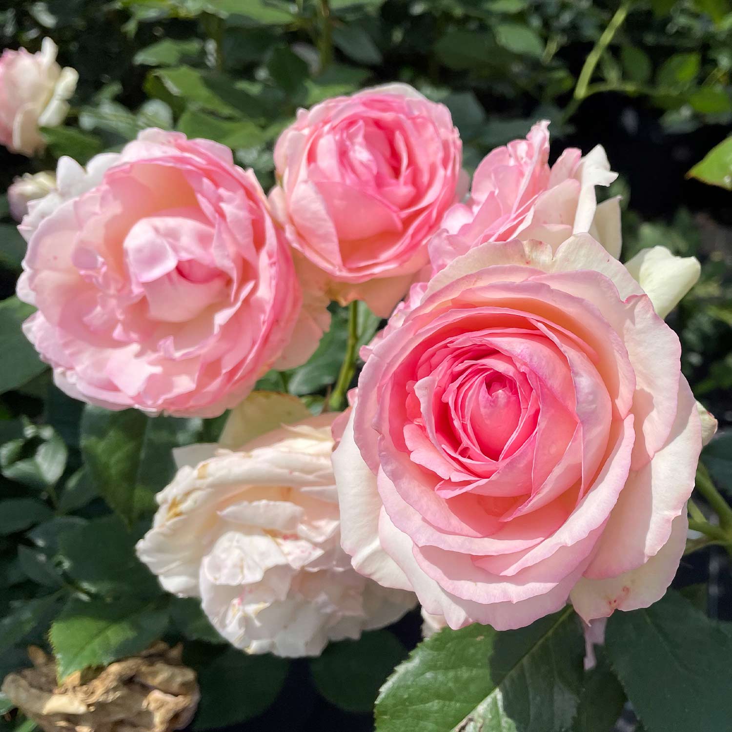 Nostalgische Strauchrose 'Eden Rose®' Wurzelnackte Pflanze Liefergröße: mind. 3 starke Triebe