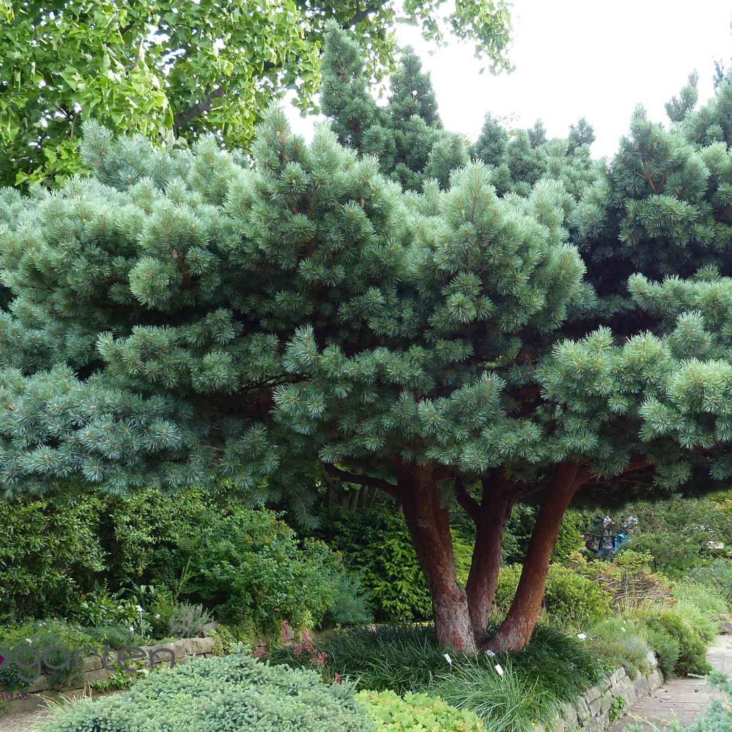 Strauch-Waldkiefer 'Watereri'