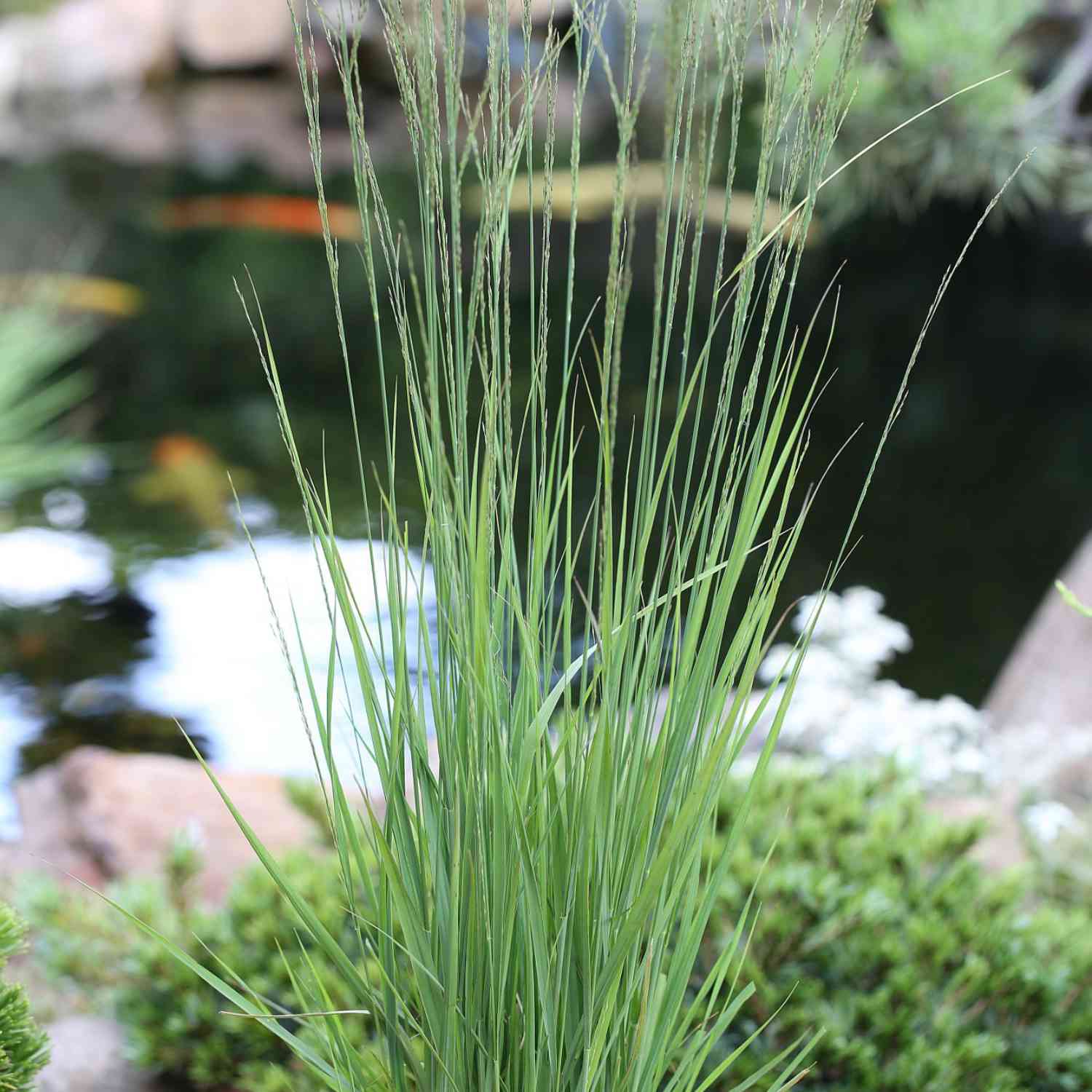 Kleines Pfeifengras 'Heidebraut'