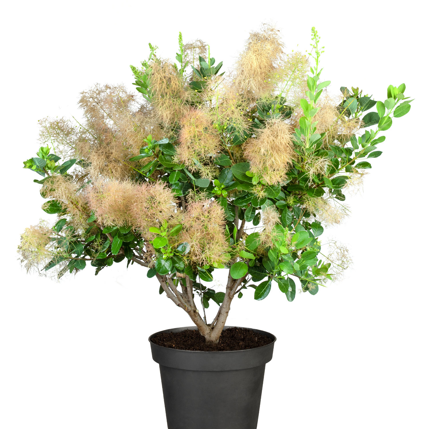 Perückenstrauch 'Young Lady' Liefergröße: 30 - 40 cm