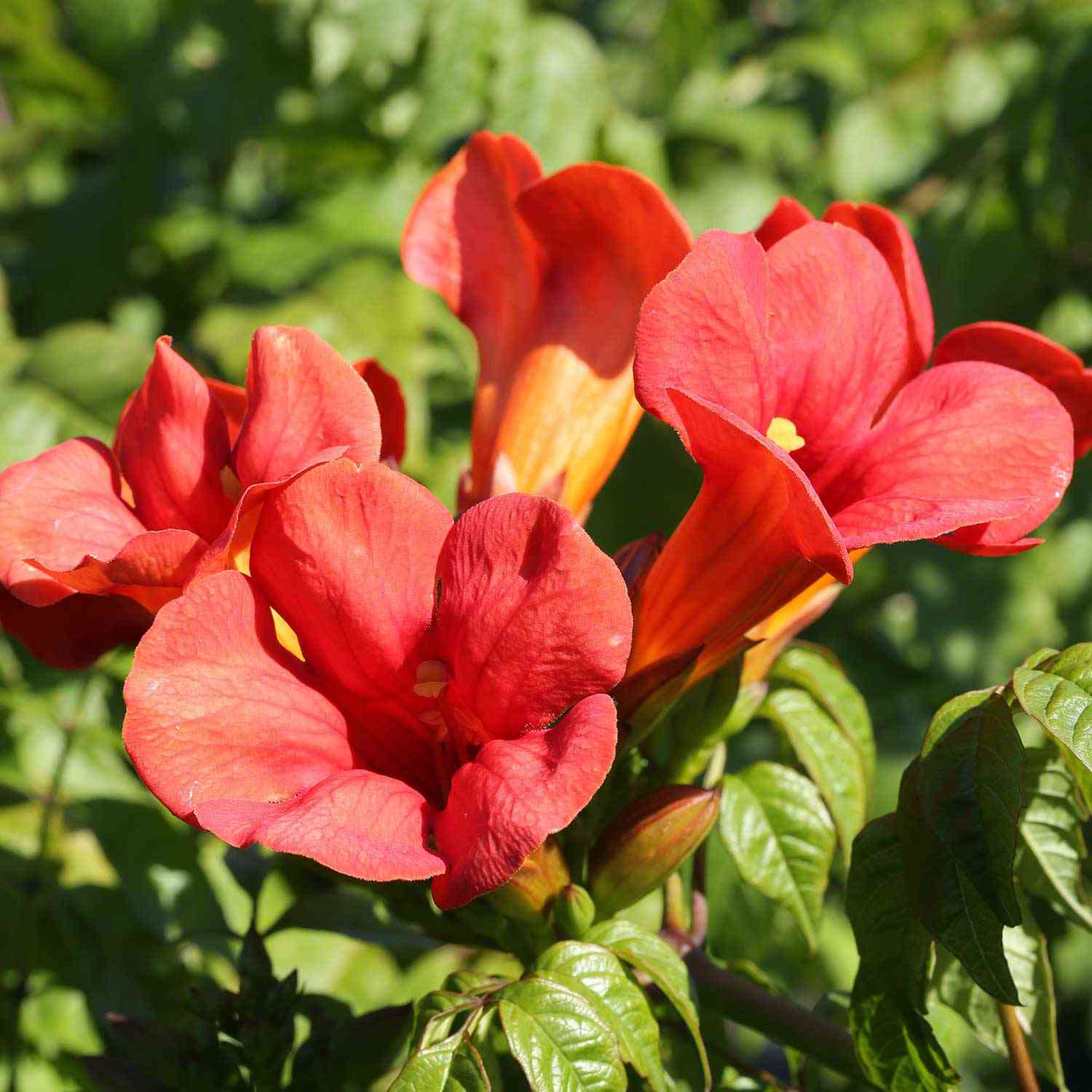 Trompetenblume 'Flamenco'