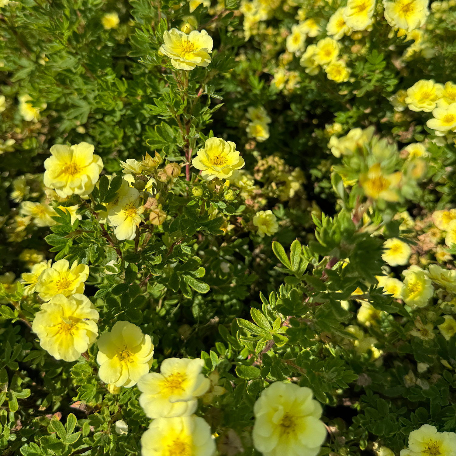 Fingerstrauch 'Lemon Meringue'