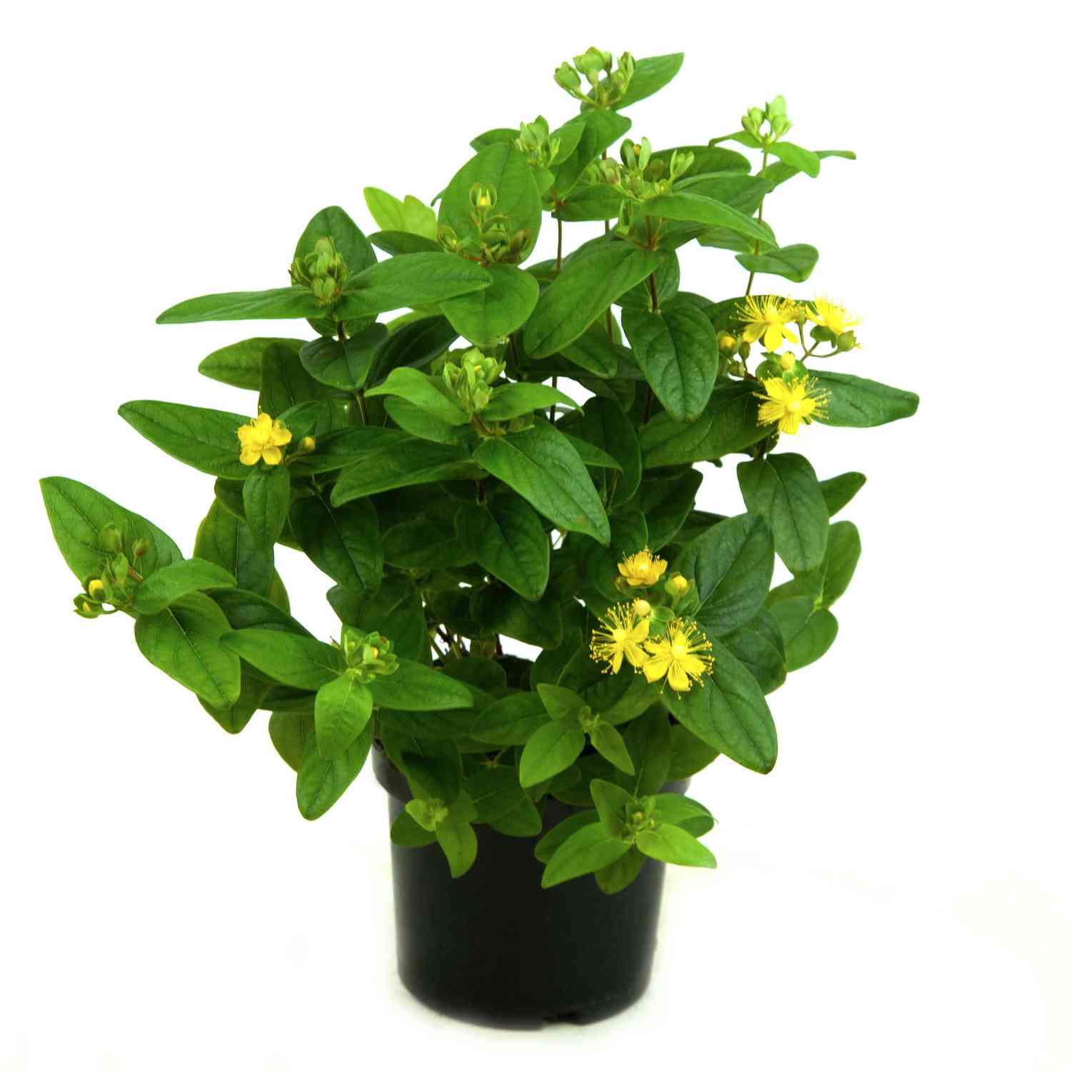 Johanniskraut 'Magical Beauty®'