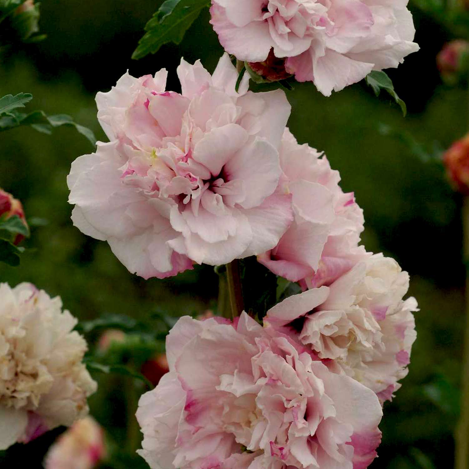 Garteneibisch 'French Cabaret®' pastel C5 60 - 80 cm Liefergröße: 60 - 80 cm