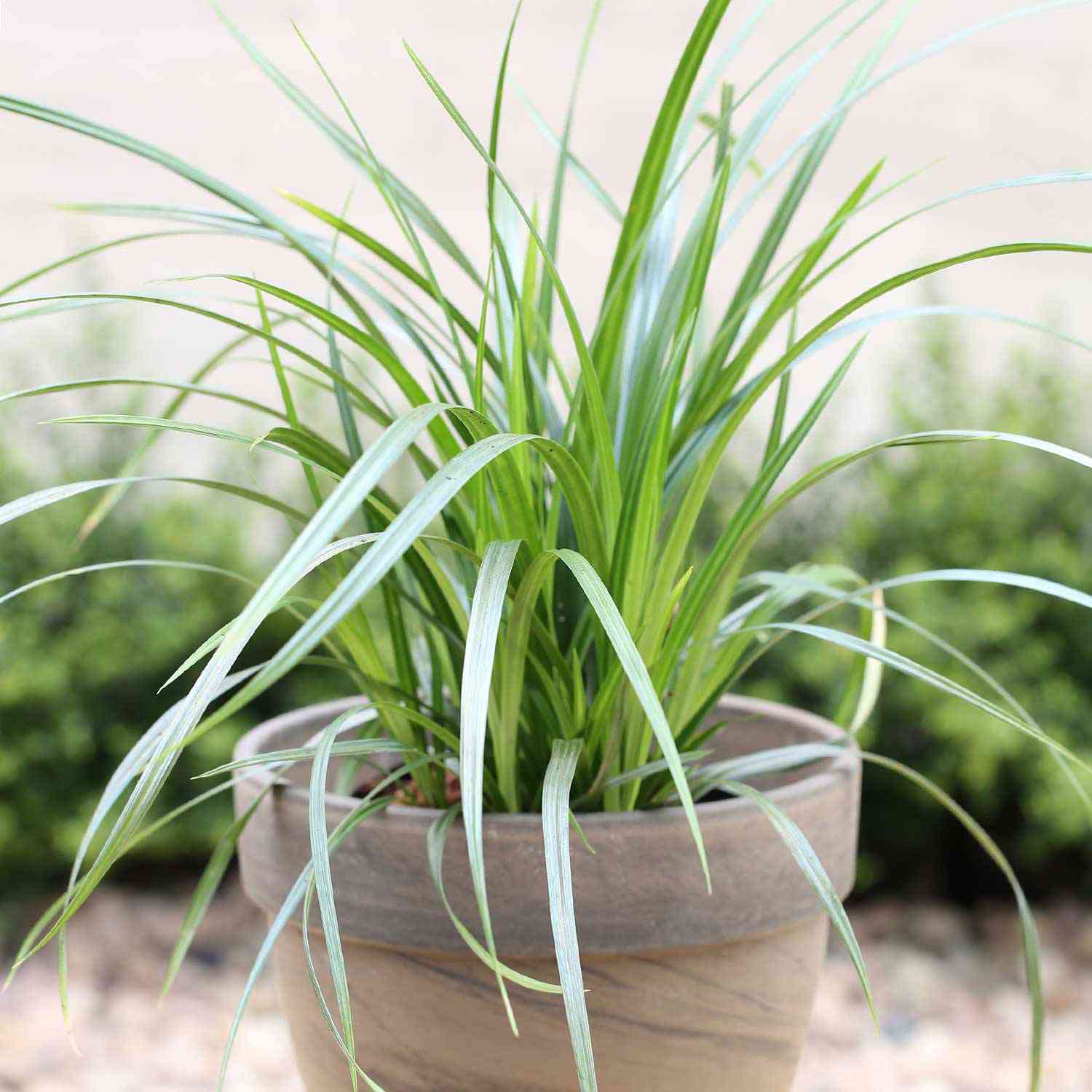 Grünblättrige Segge 'Irish Green'