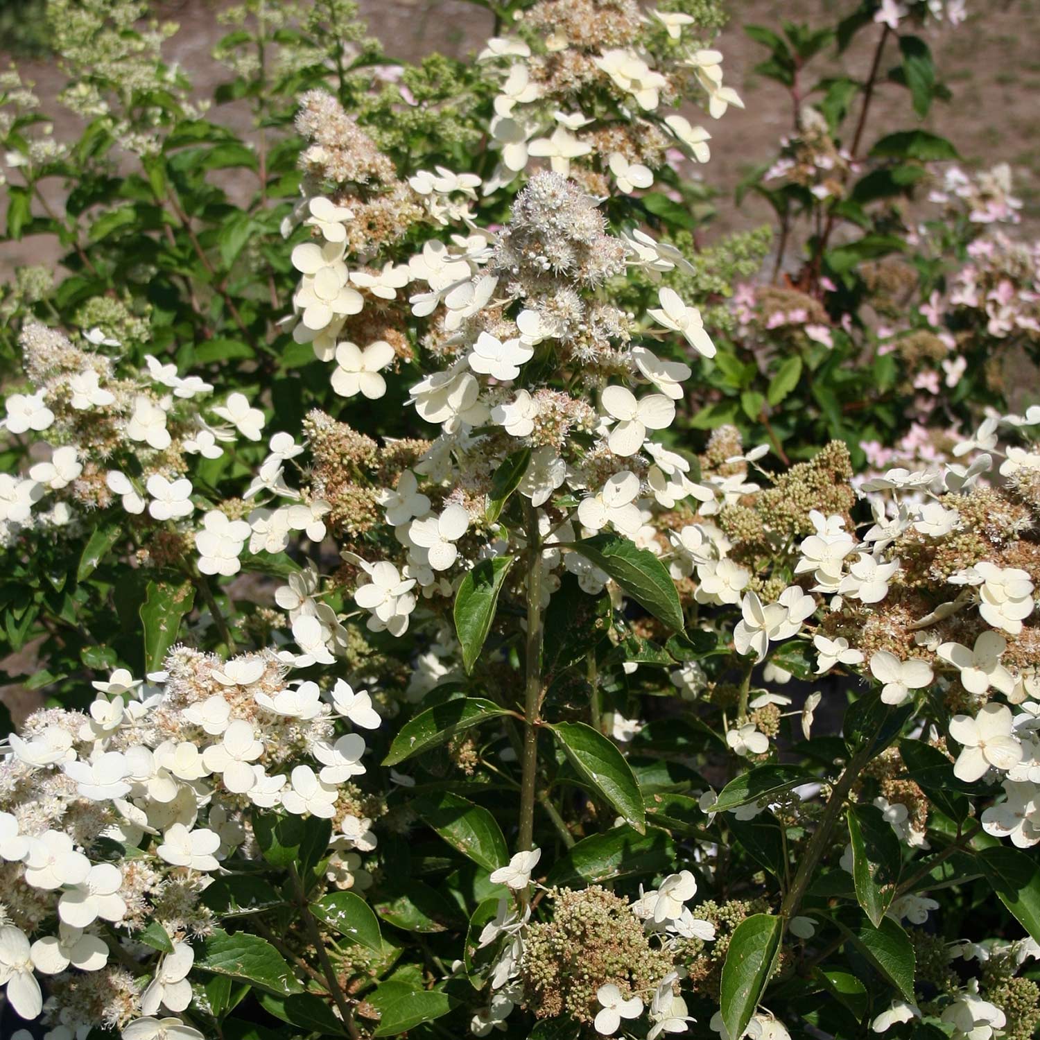 Kategorie <b>Produkt nicht gewünscht </b> - Rispenhortensie 'Prim White®' Liefergröße: 40 - 60 cm - Hydrangea paniculata 'Prim White®'