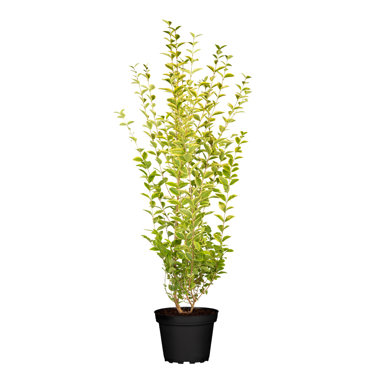 Goldliguster 'Aureum'