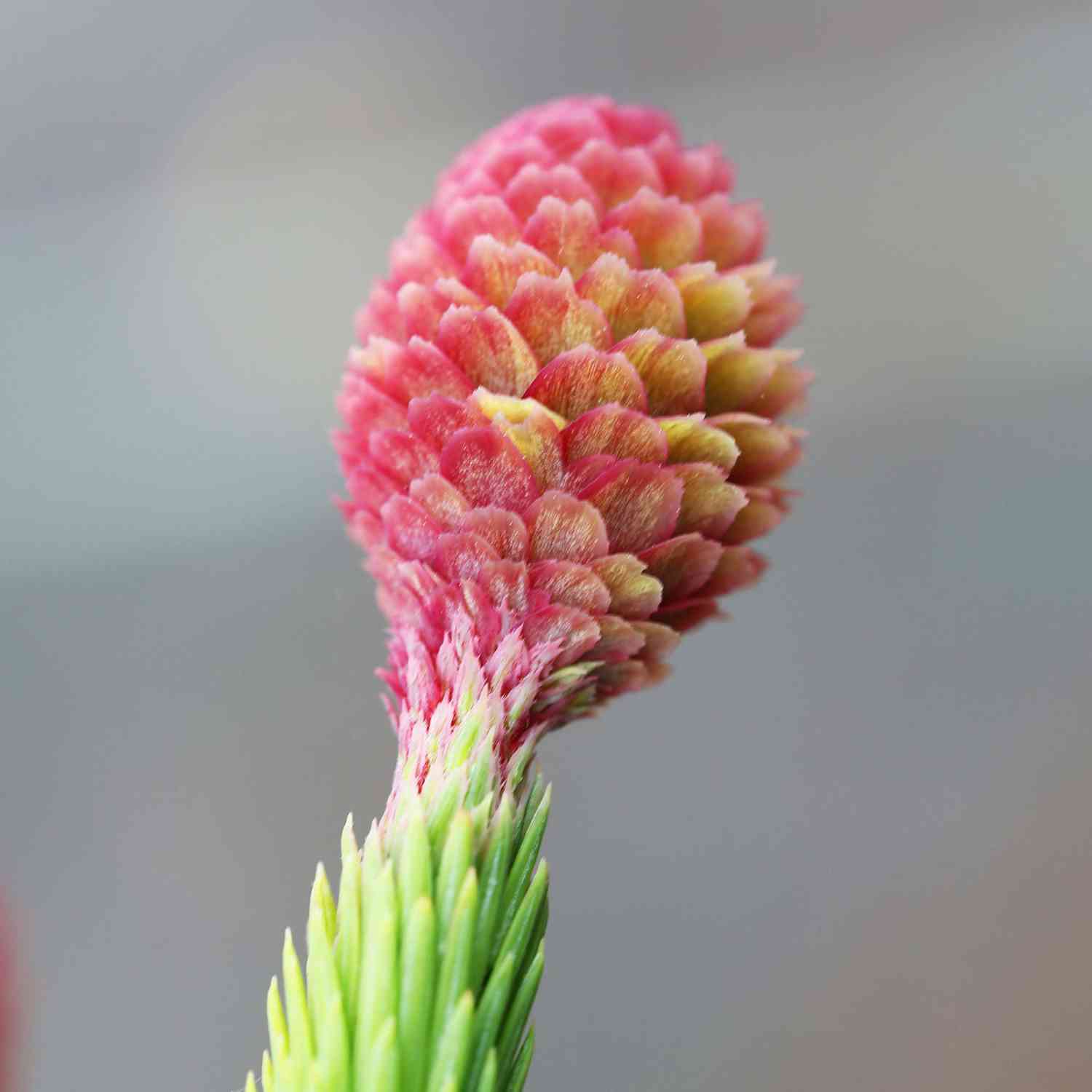 Zapfenfichte 'Acrocona'