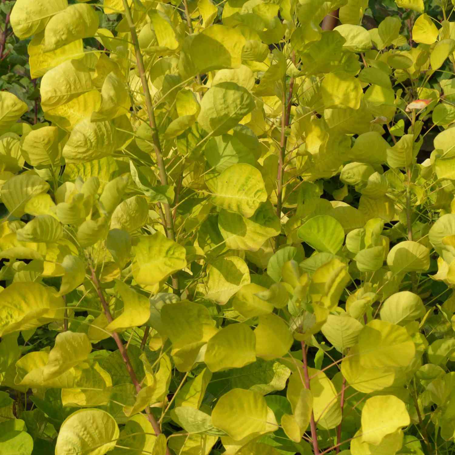 Perückenstrauch 'Golden Spirit' Perückenstrauch 'Golden Spirit'