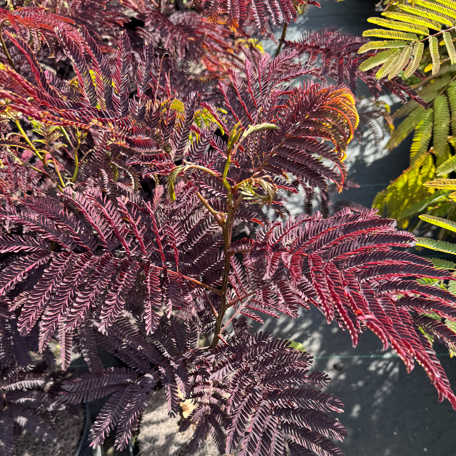Seidenbaum 'Summer Chocolate'