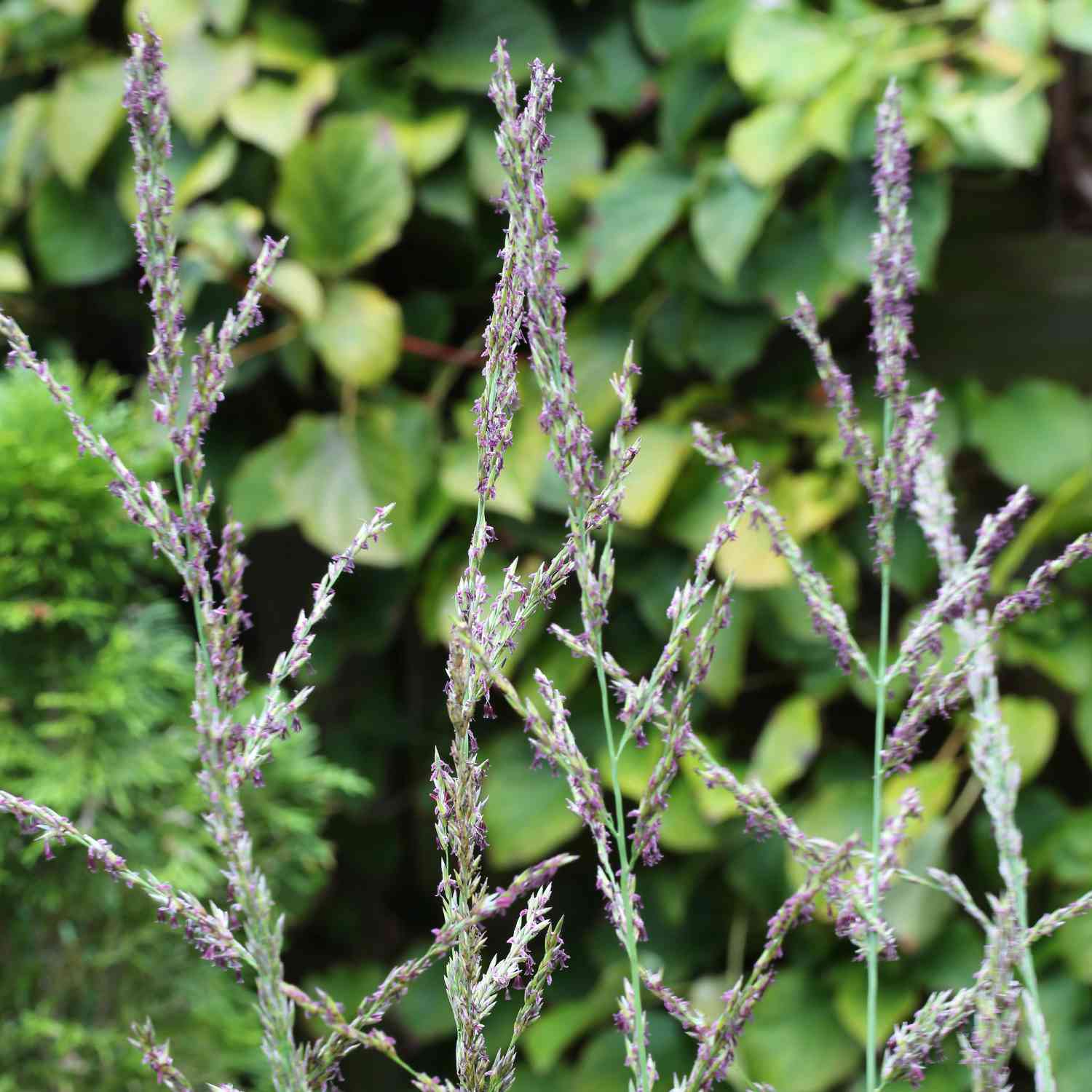 Kategorie <b>Produkt ohne Kategoriezuordnung </b> - Hohes Pfeifengras 'Windspiel' Lieferform: Im 0,5 Liter Topf - Molinia arundinacea 'Windspiel'