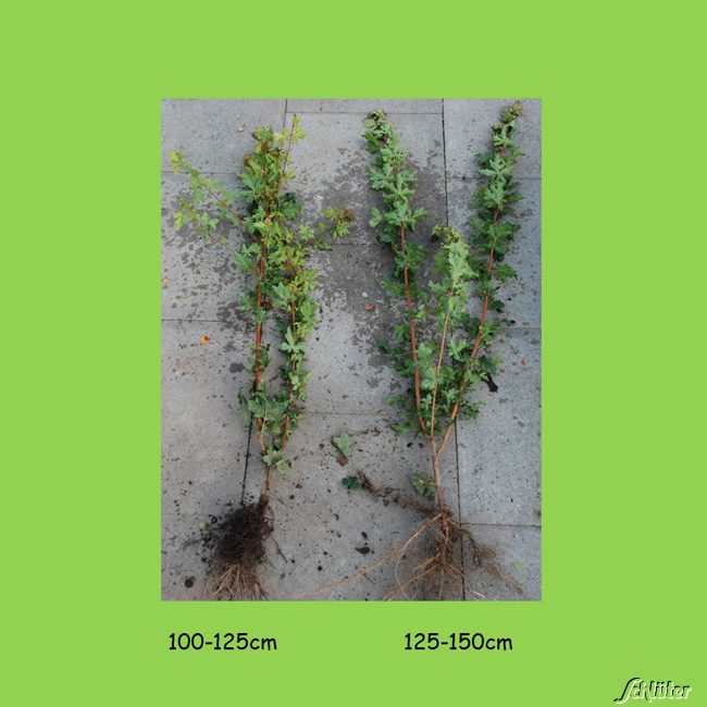 Blütensträucher und Ziergehölze - Feldahorn - Baum des Jahres 2015! Wurzelnackte Pflanze, 125- 150 cm Liefergröße: 125- 150 cm - Acer campestre