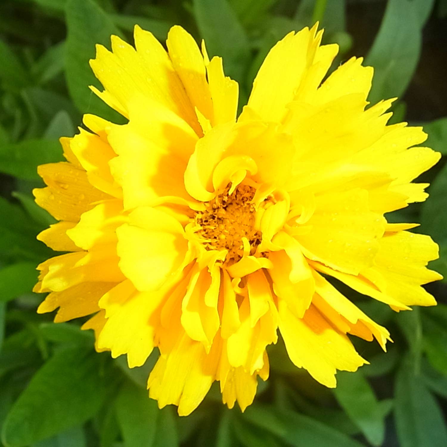 Kategorie <b>Stauden </b> - Großblumiges Mädchenauge 'Early Sunrise' Lieferform: Im 3 Liter Topf - Coreopsis grandiflora 'Early Sunrise'