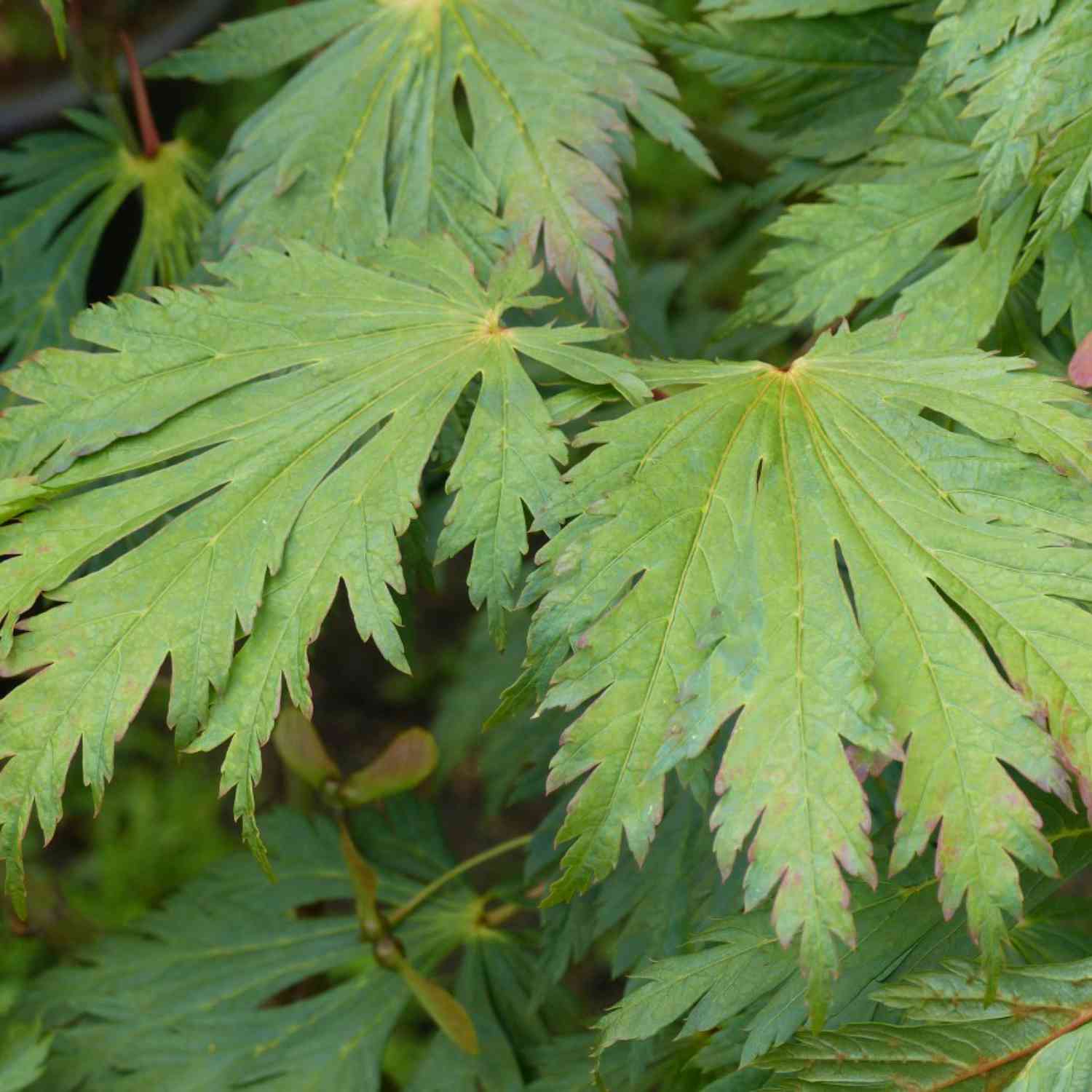 Japanischer Feuerahorn 'Aconitifolium'