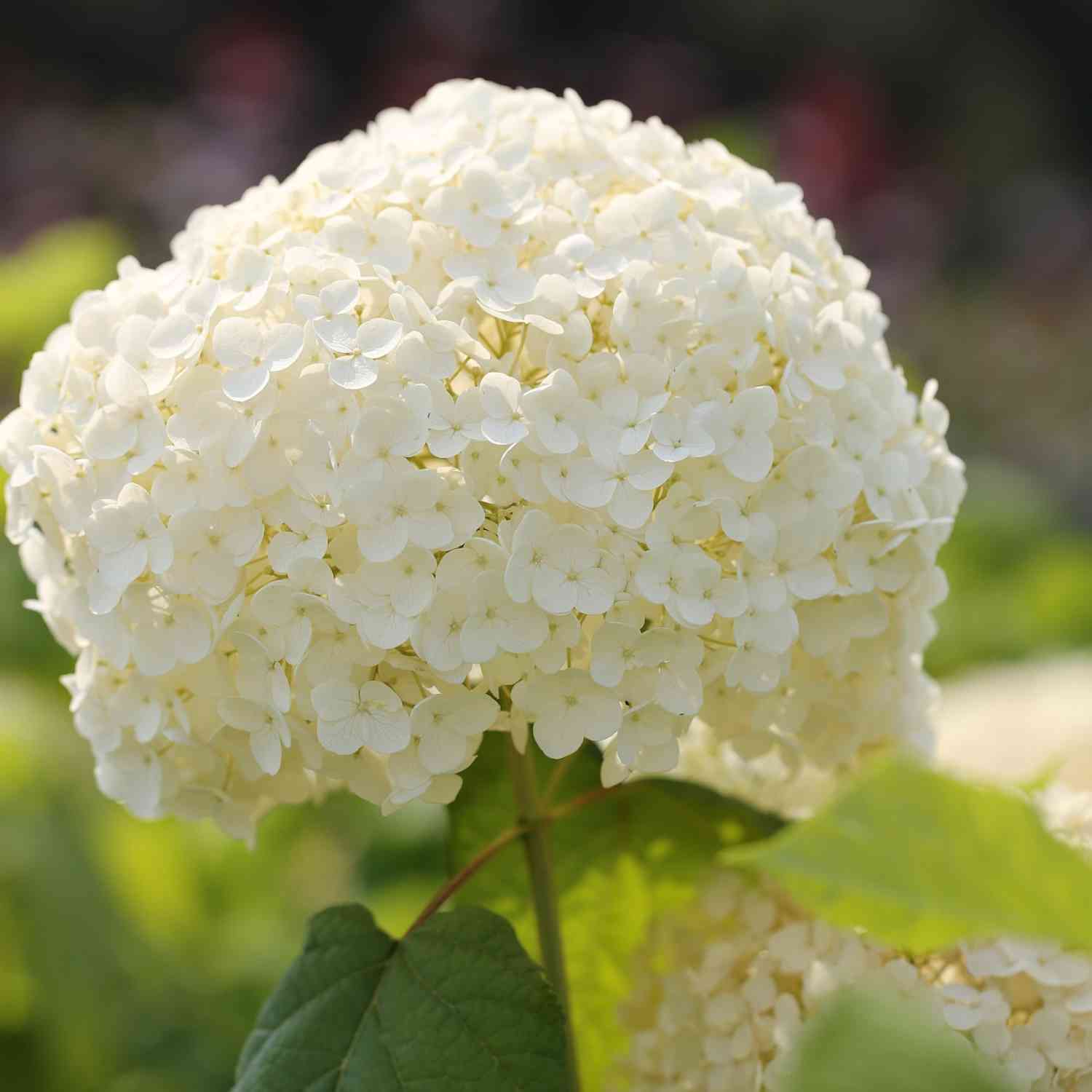 Ballhortensie 'Annabelle' Ballhortensie 'Annabelle'