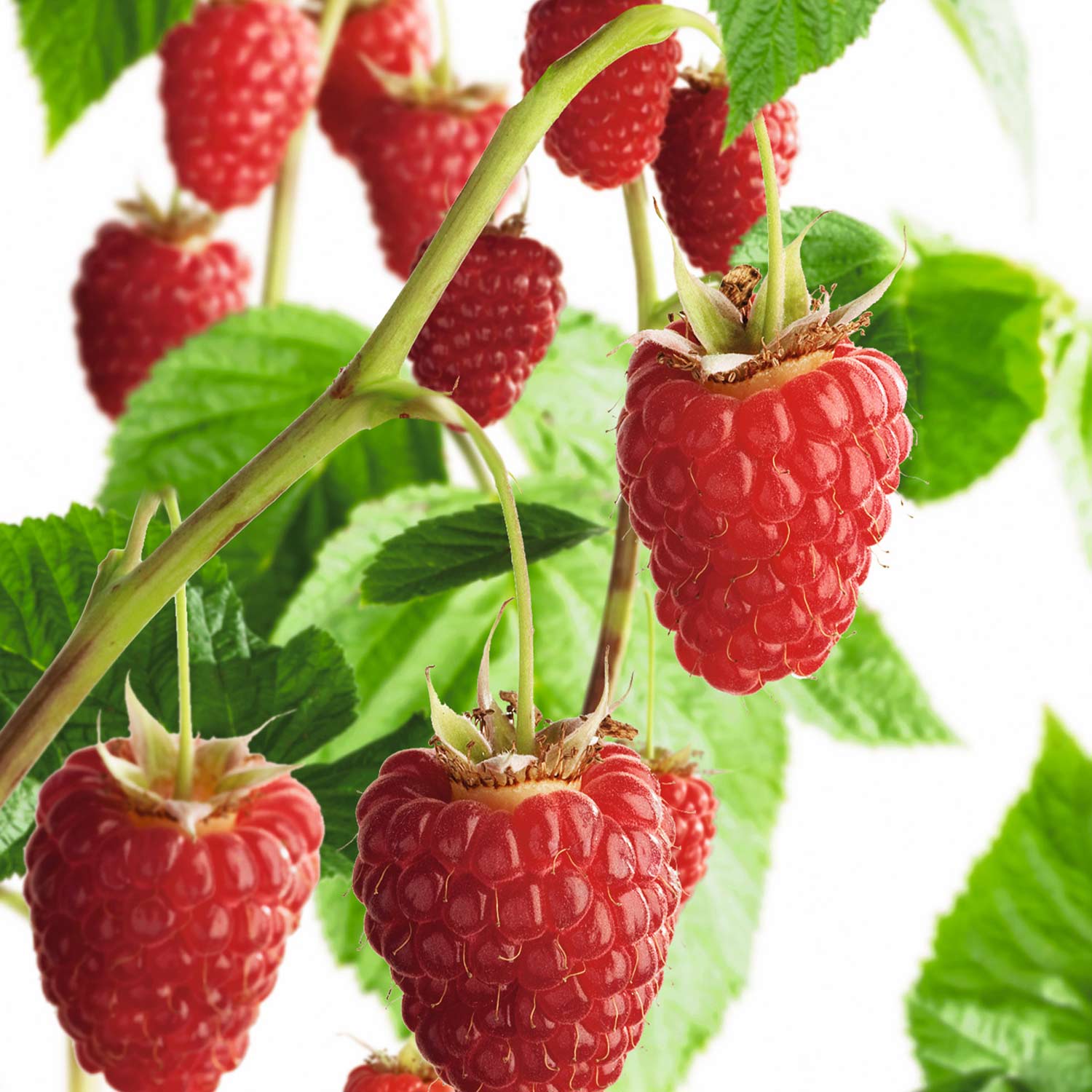 Beeren - Herbsthimbeere 'Boheme' Liefergröße: 40 - 60 cm, gestäbt - Rubus idaeus 'Boheme'