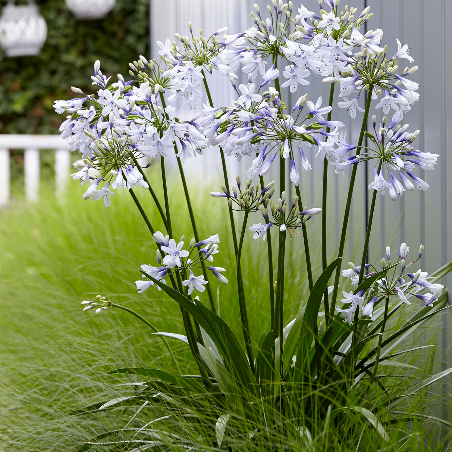 Afrikanische Schmucklilie 'Twister' Lieferform: Im 9 cm Topf