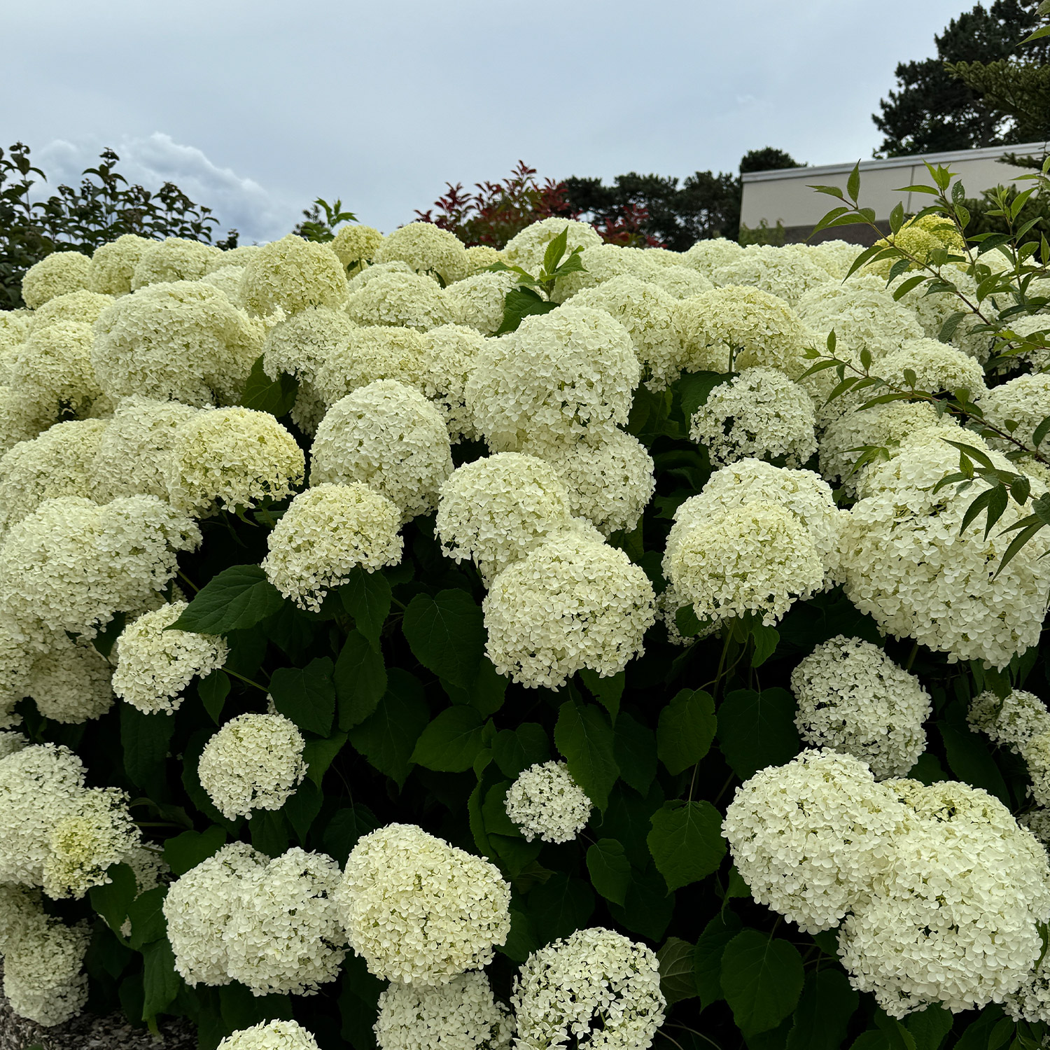 Ballhortensie 'Annabelle' 3 Liter Container, 30 - 40 cm Liefergröße: 30 - 40 cm