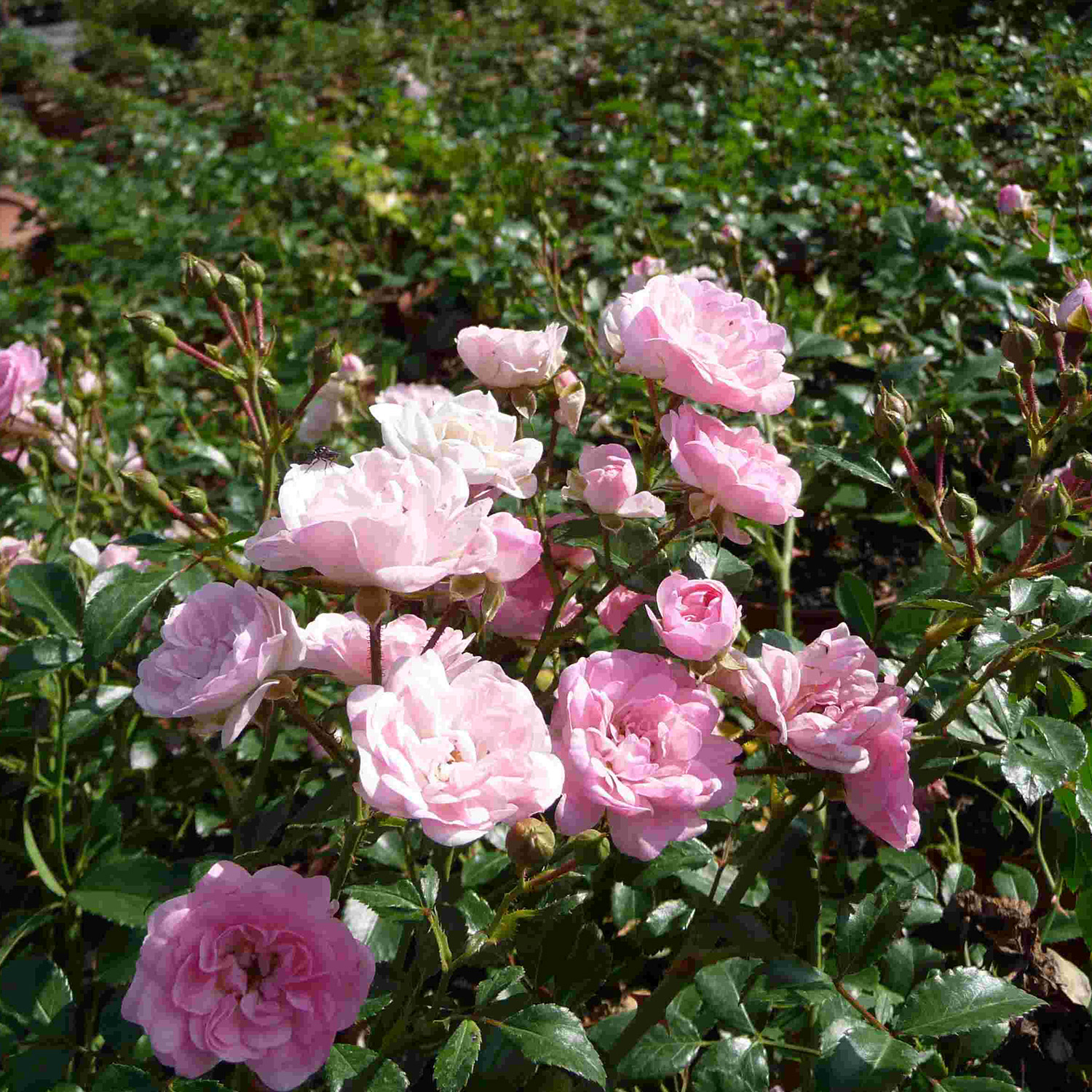 Bodendeckerrose 'The Fairy®'