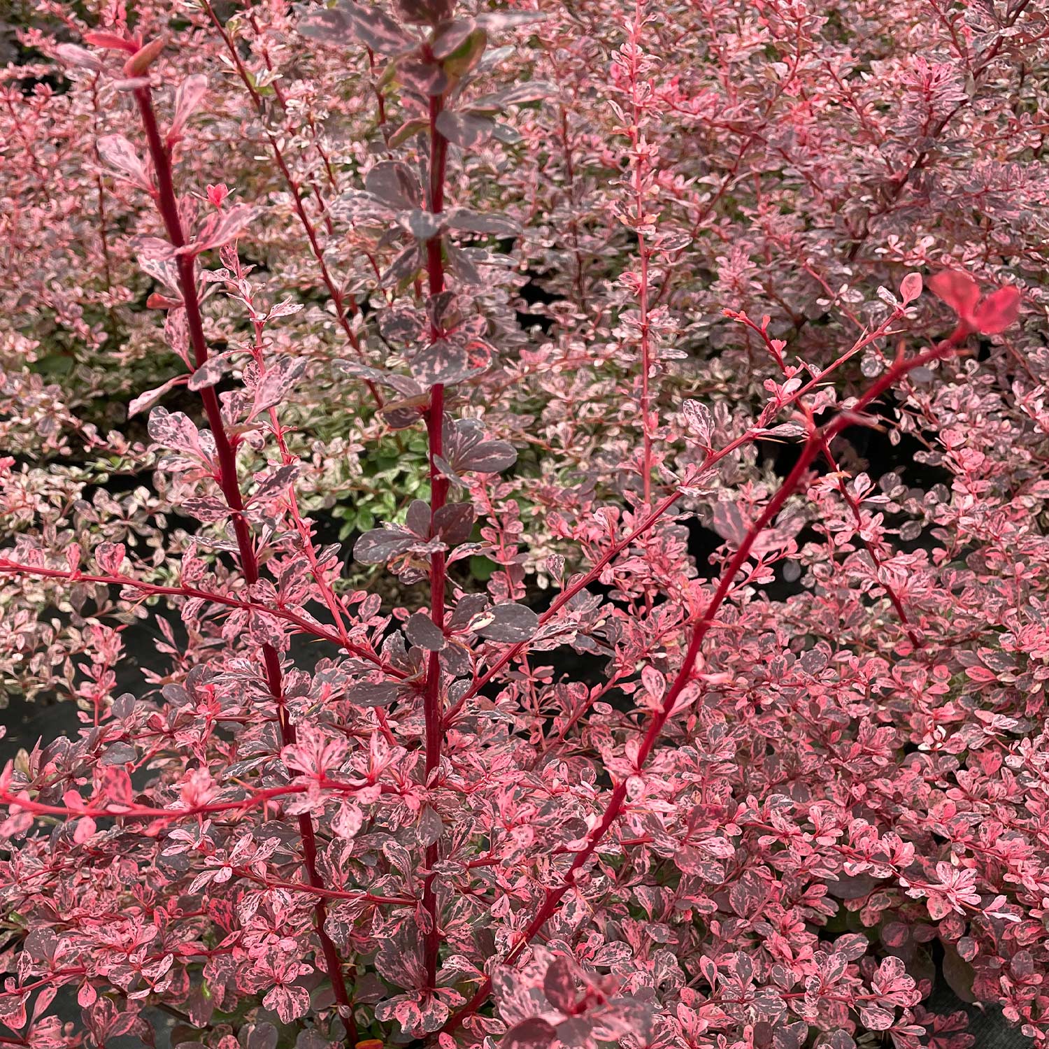 Harlequin Berberitze 3 Liter, 40 - 60 cm Liefergröße: 40 - 60 cm