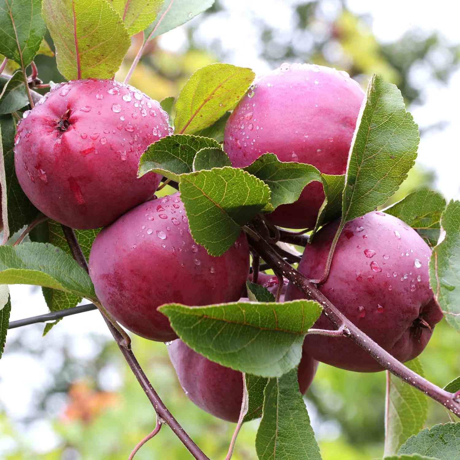 Apfel 'Redlove® Era®'