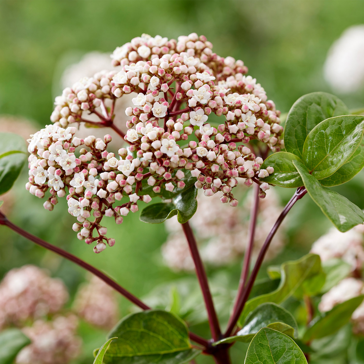 Lorbeer-Schneeball 'Rock 'n Rolla®' Lorbeer-Schneeball 'Rock 'n Rolla®'