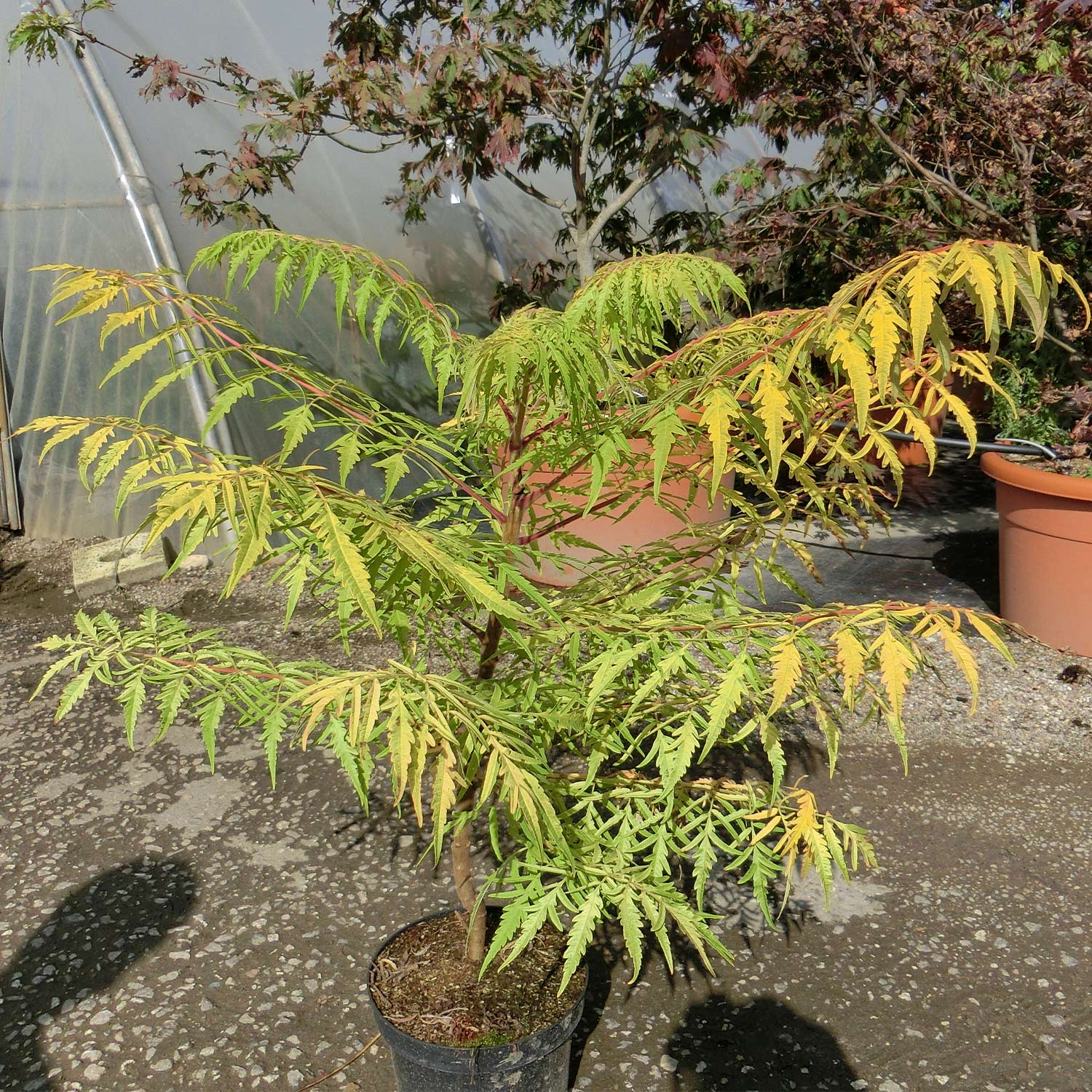 Essigbaum 'Tiger Eyes'