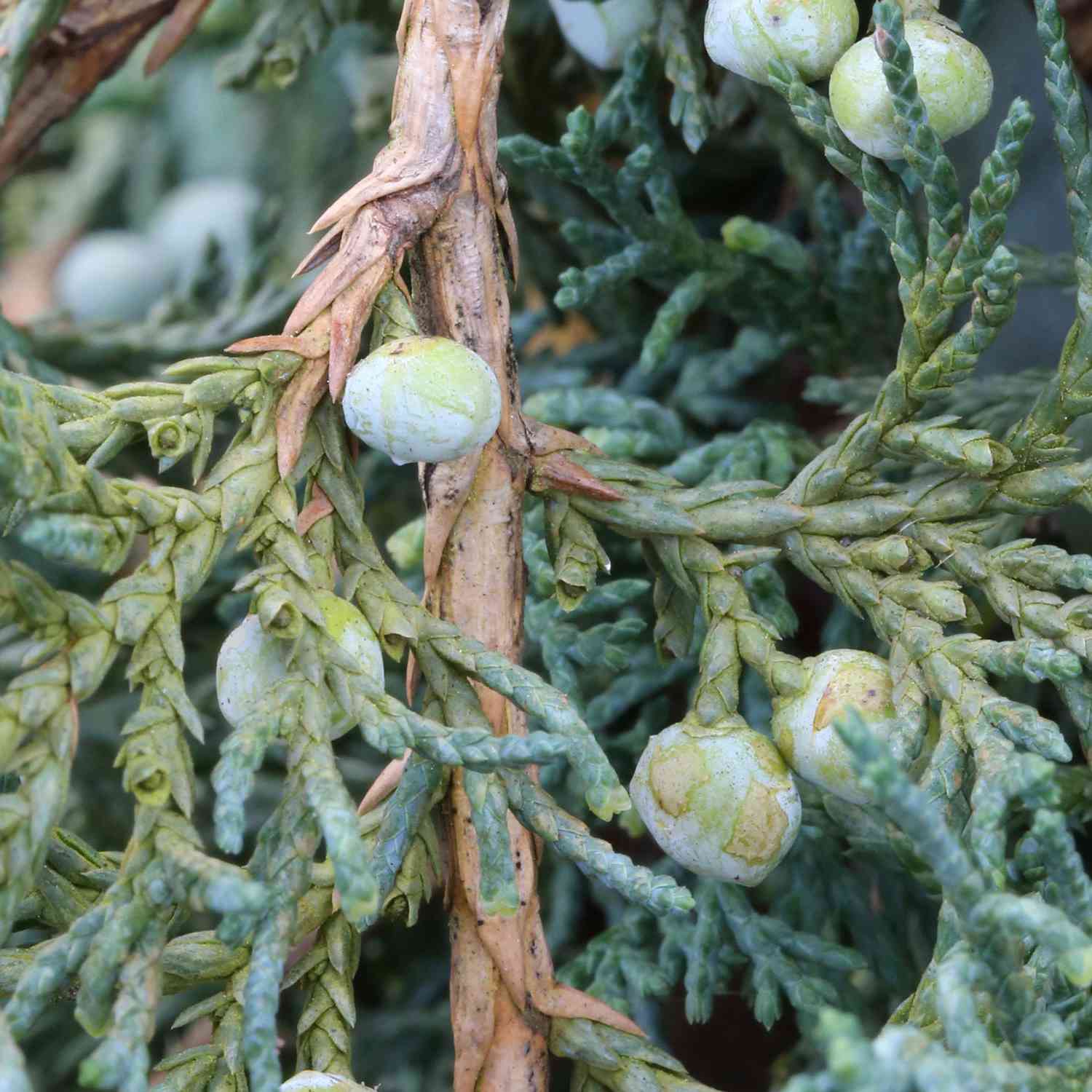 Blauer Teppichwacholder 'Glauca'