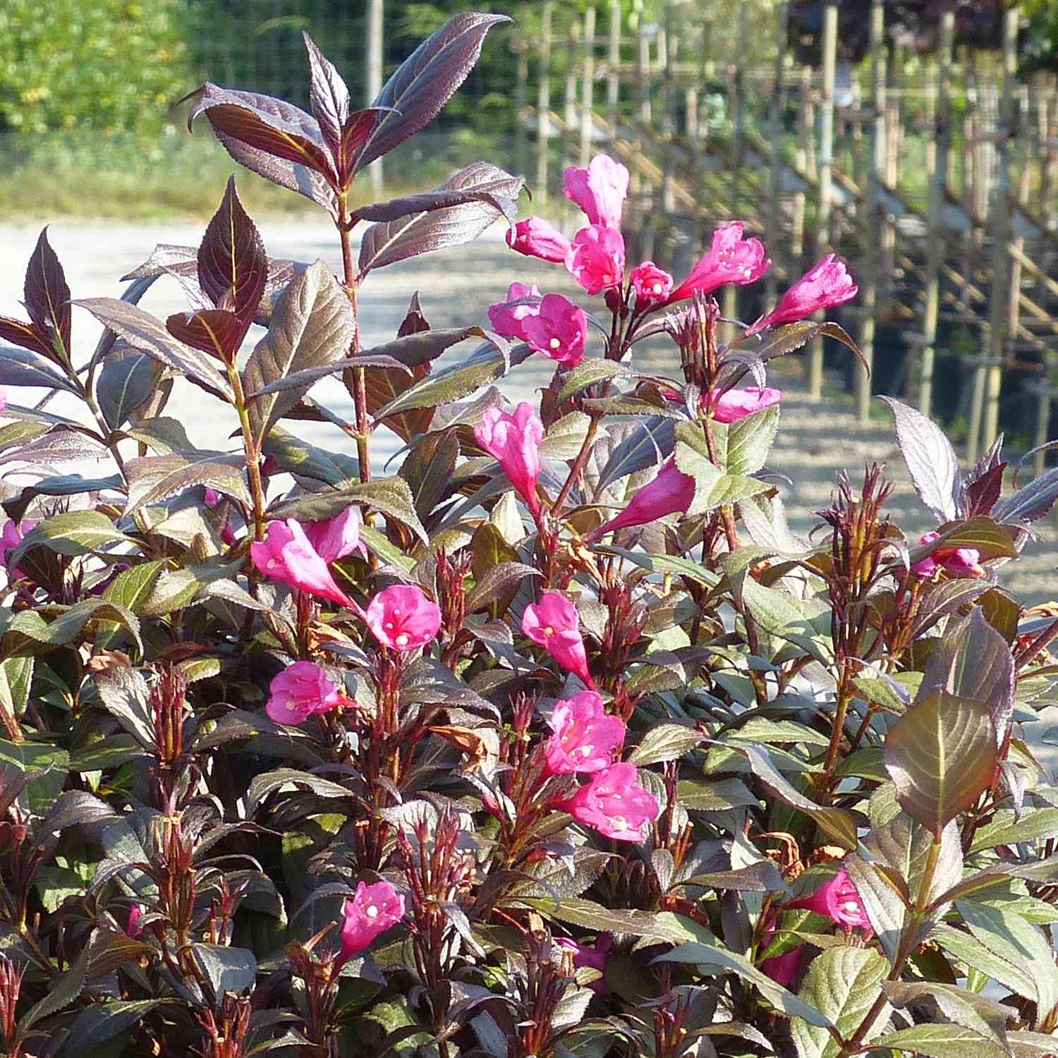 Zwerg-Weigelie 'Minor Black®'