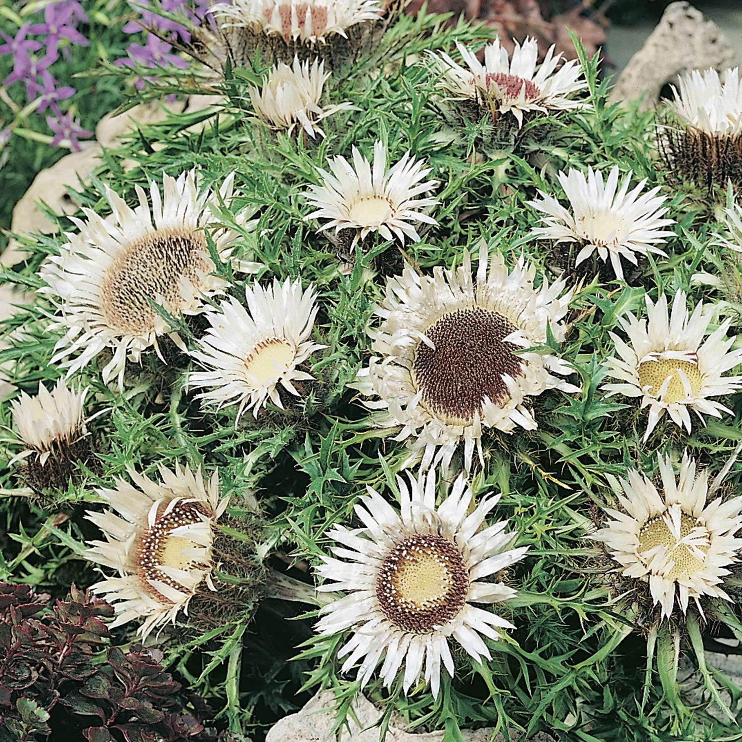 Stauden - Silberdistel Lieferform: Im 9 cm Topf - Carlina acaulis ssp. simplex