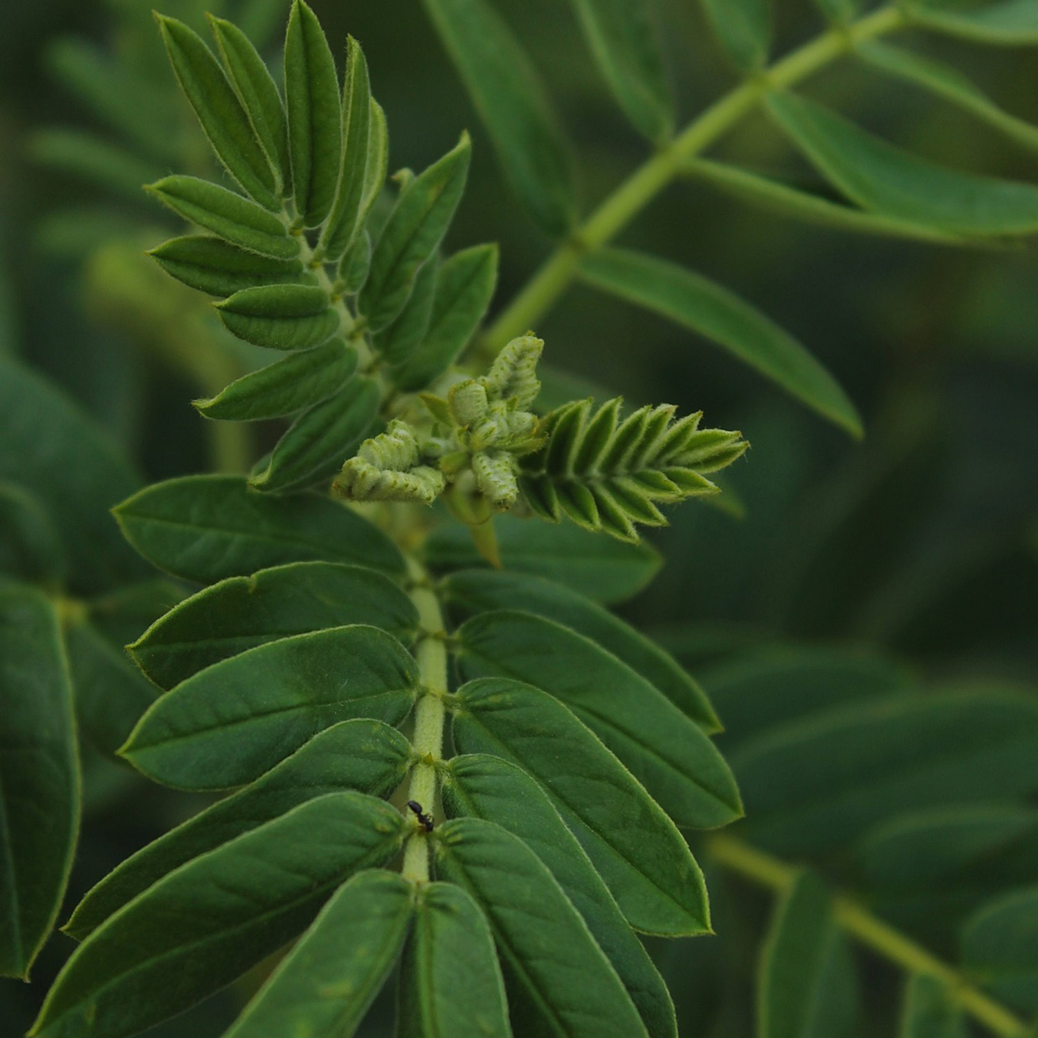 Kategorie <b>Produkt ohne Kategoriezuordnung </b> - Echtes Süßholz 'Ewiges Gemüse® Süßholz' Lieferform: Im 2 Liter Topf - Glycyrrhiza glabra