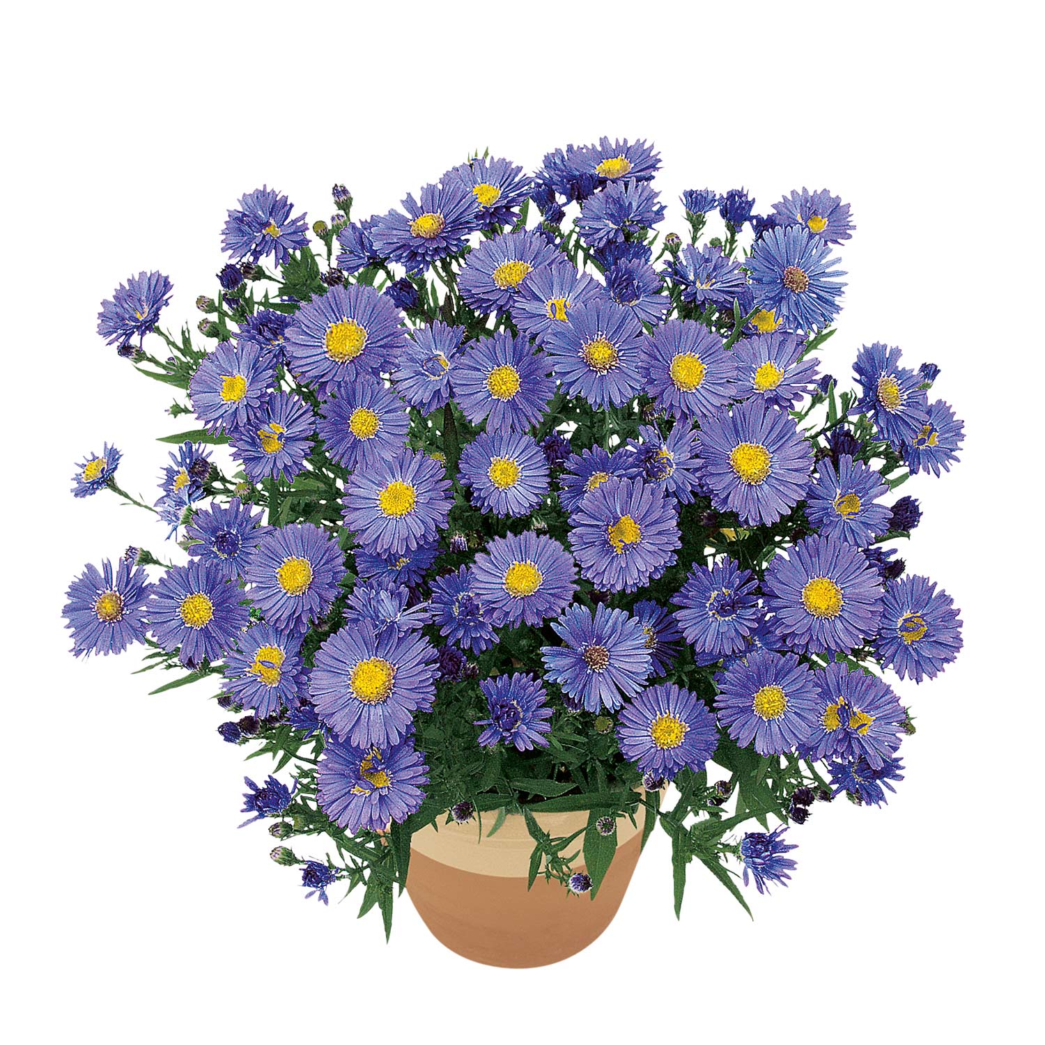 Kategorie <b>Stauden </b> - Kissen-Aster 'Sapphire' - Aster 'Sapphire' Lieferform: Im Topf - Aster Sapphire