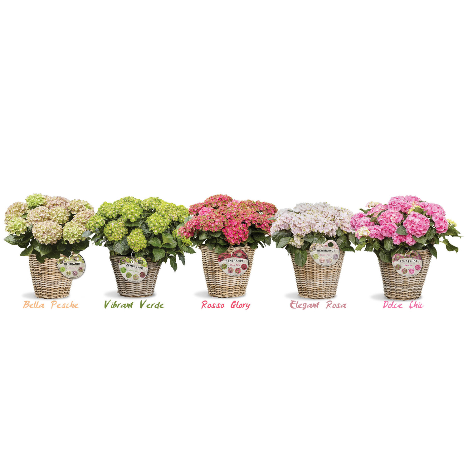 Ballhortensie 'Rembrandt® Vibrant Verde' Liefergröße: 30 - 40 cm