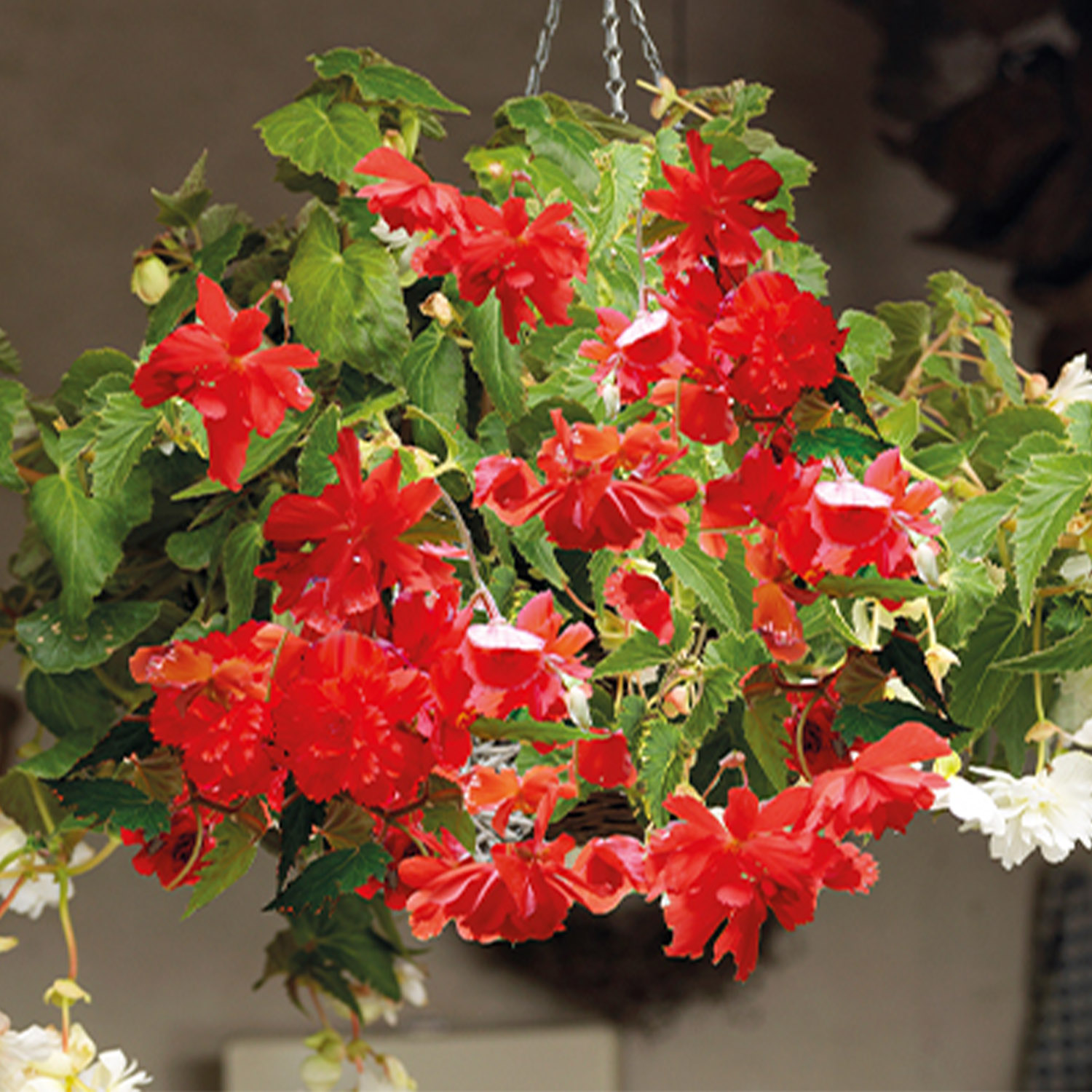 Hängebegonie 'Pendula Rot' - 3 Stück Liefergröße: Knollengröße 4-5 cm