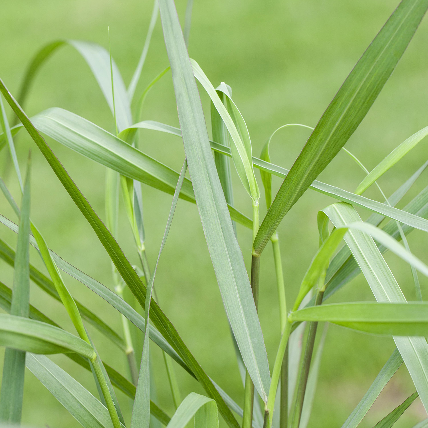 Garten-Ruten-Hirse 'Hänse Herms'