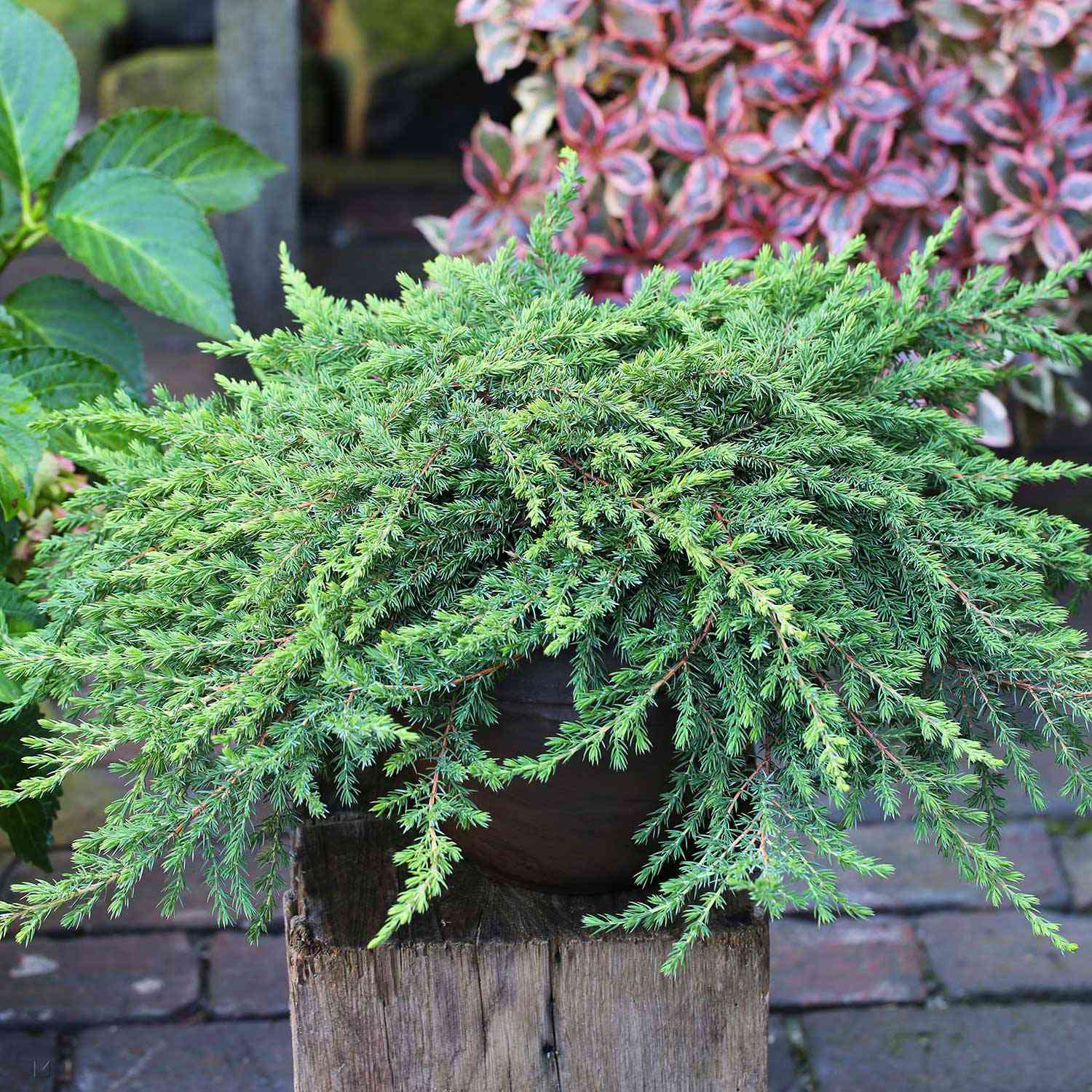 Wildwacholder 'Green Mantle'