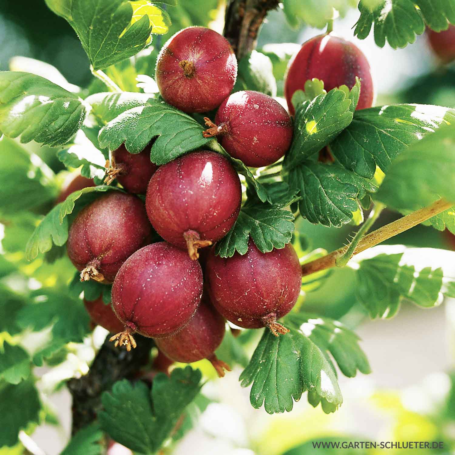 Kategorie <b>Beeren </b> - Stachelbeere 'Spinefree' Liefergröße: 30 - 40 cm - Ribes uva-crispa 'Spinefree'