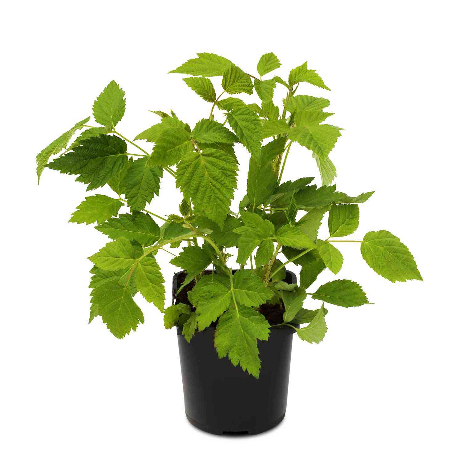 Sommerhimbeere 'Malling Promise'