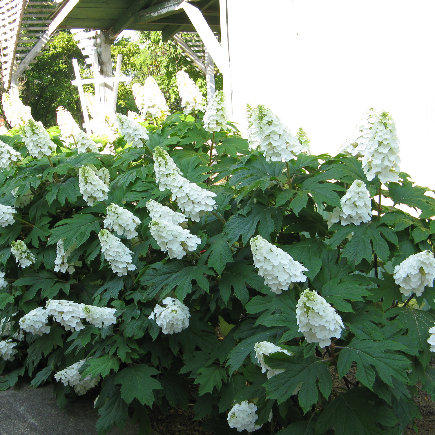 Eichenblättrige Hortensie 'Gatsby® Girl'