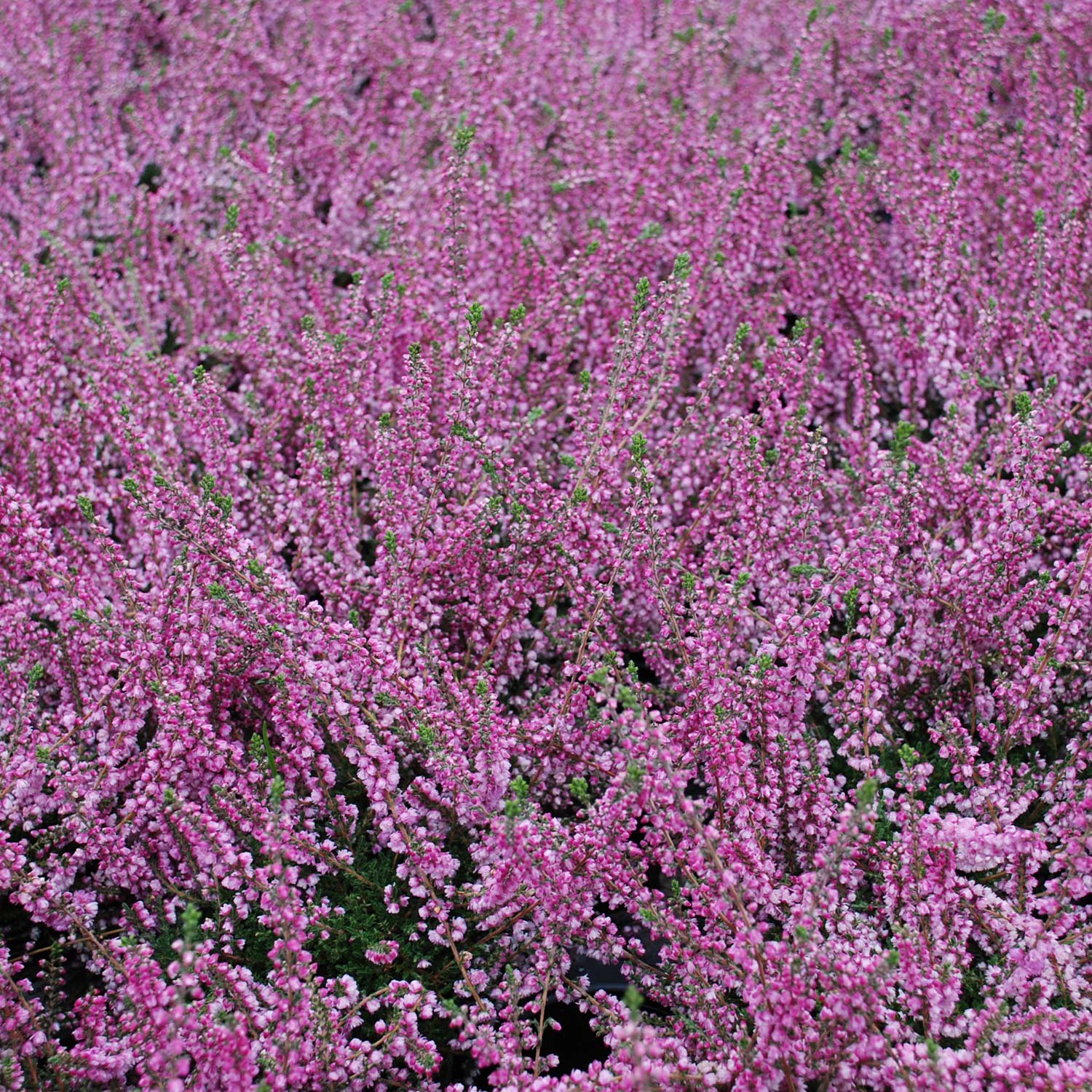 Sommerheide 'Annabel' Liefergröße: 10-15 cm