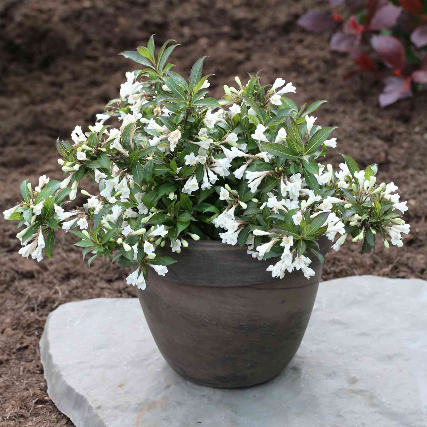 Zwerg-Weigelie 'Black & White®' Zwerg-Weigelie 'Black & White®'