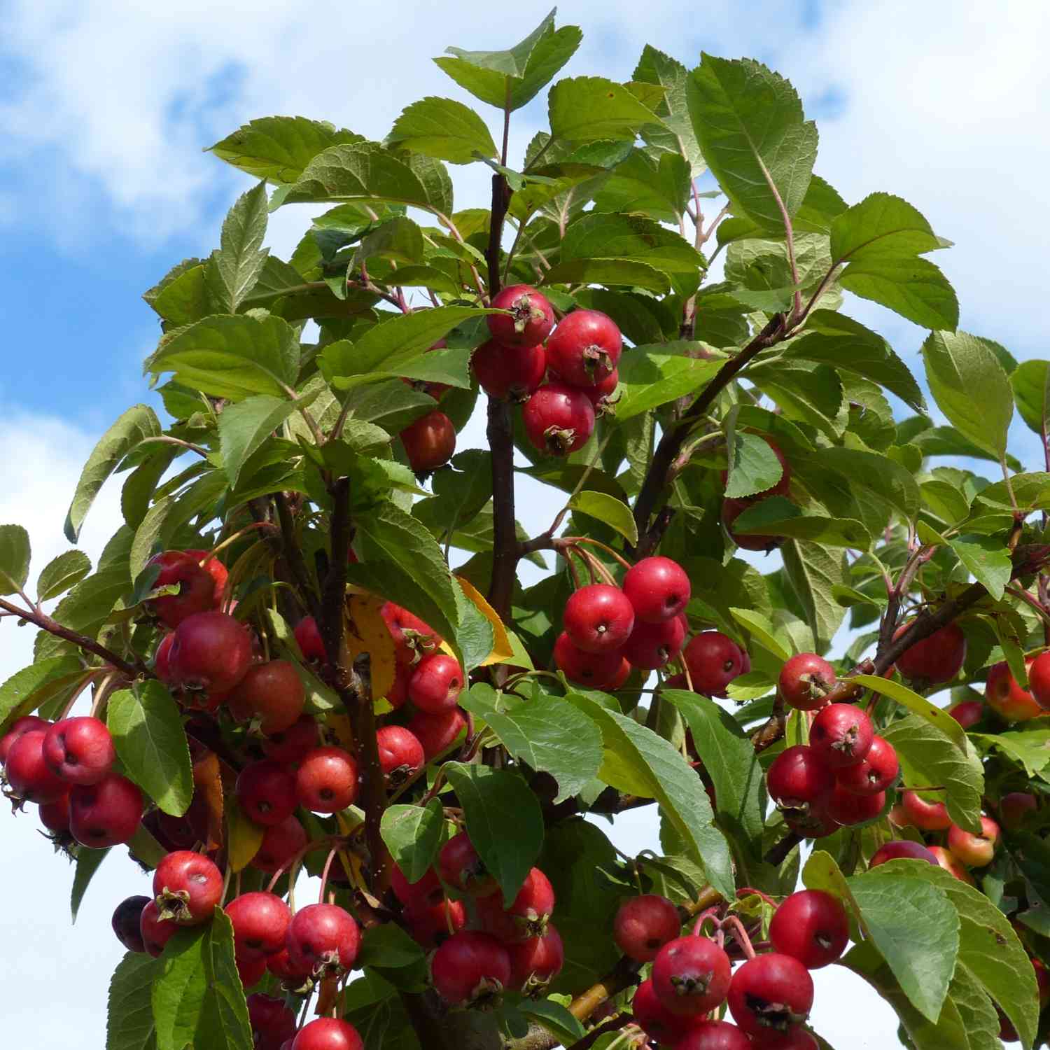 Zierapfel 'Red Sentinel'