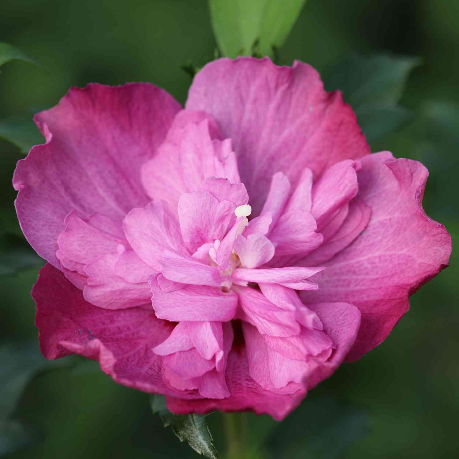 Garteneibisch / Hibiskus 'Purple Ruffles®'