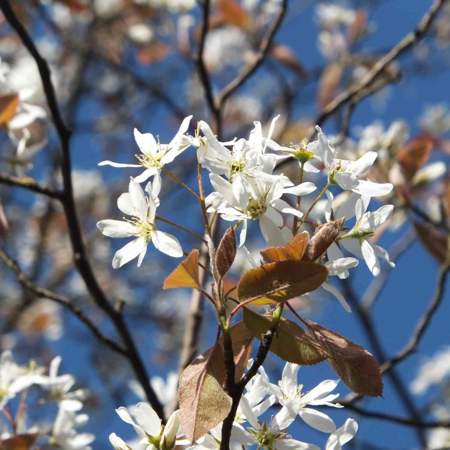 Felsenbirne 'Robin Hill'