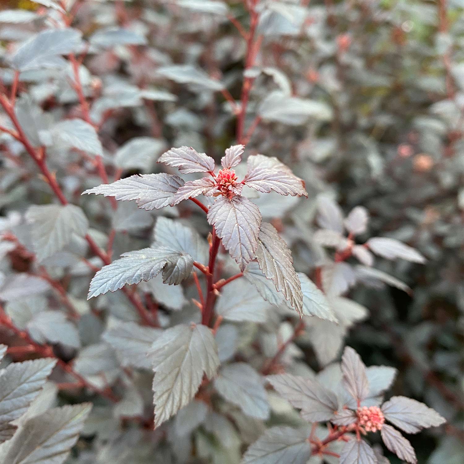 Fasanenspiere 'Little Joker®' Liefergröße: 60 - 80 cm
