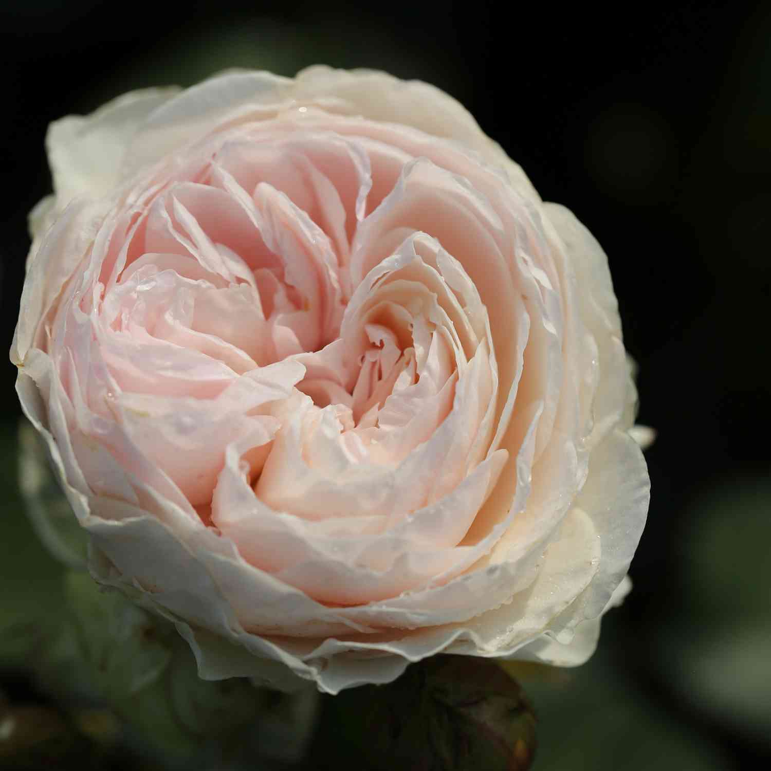 Beetrose 'Herzogin Christiana®' Beetrose 'Herzogin Christiana®'