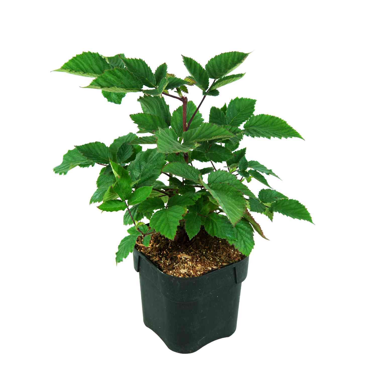 Brombeere 'Triple Crown'