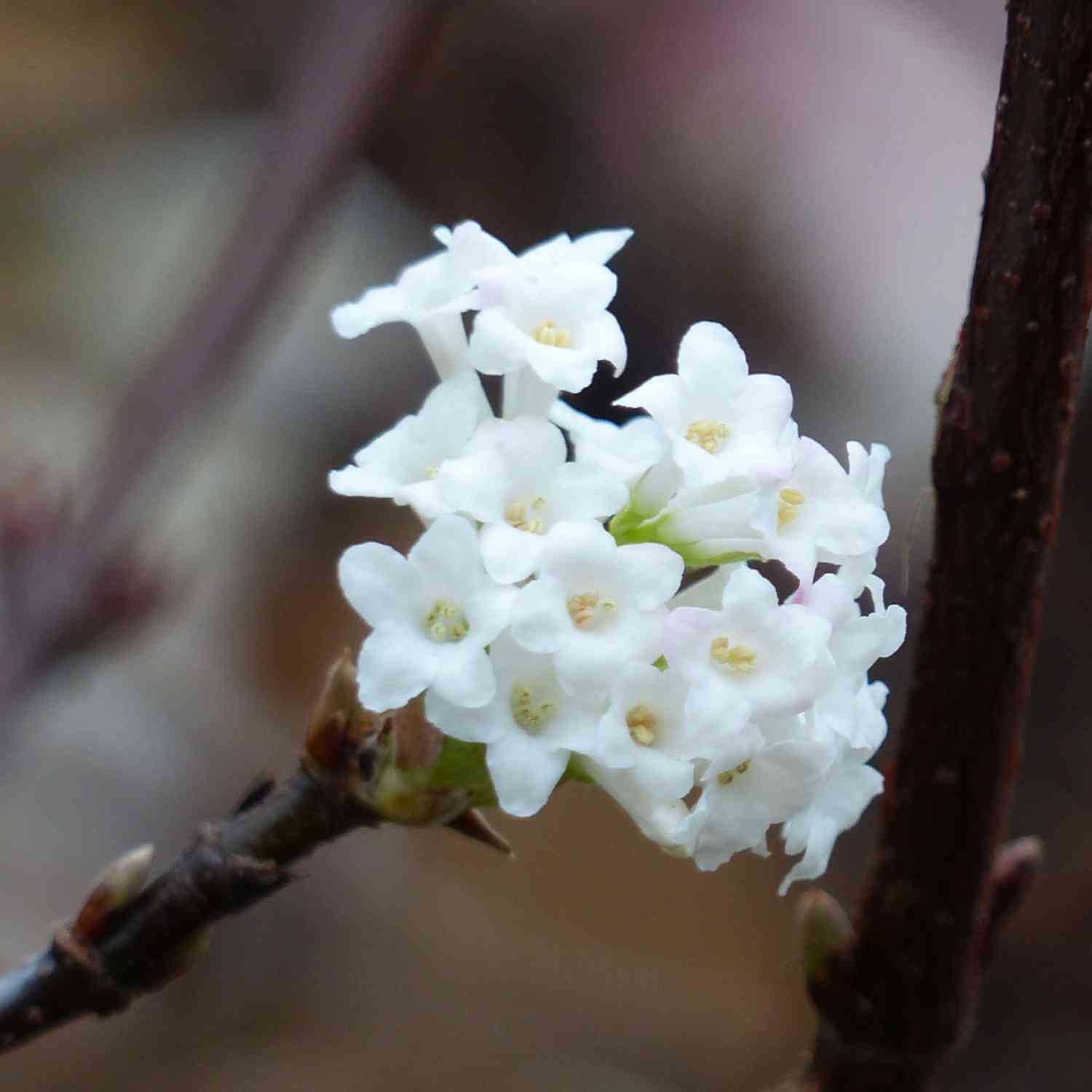 Winterschneeball 'Charles Lamont' Winterschneeball 'Charles Lamont'