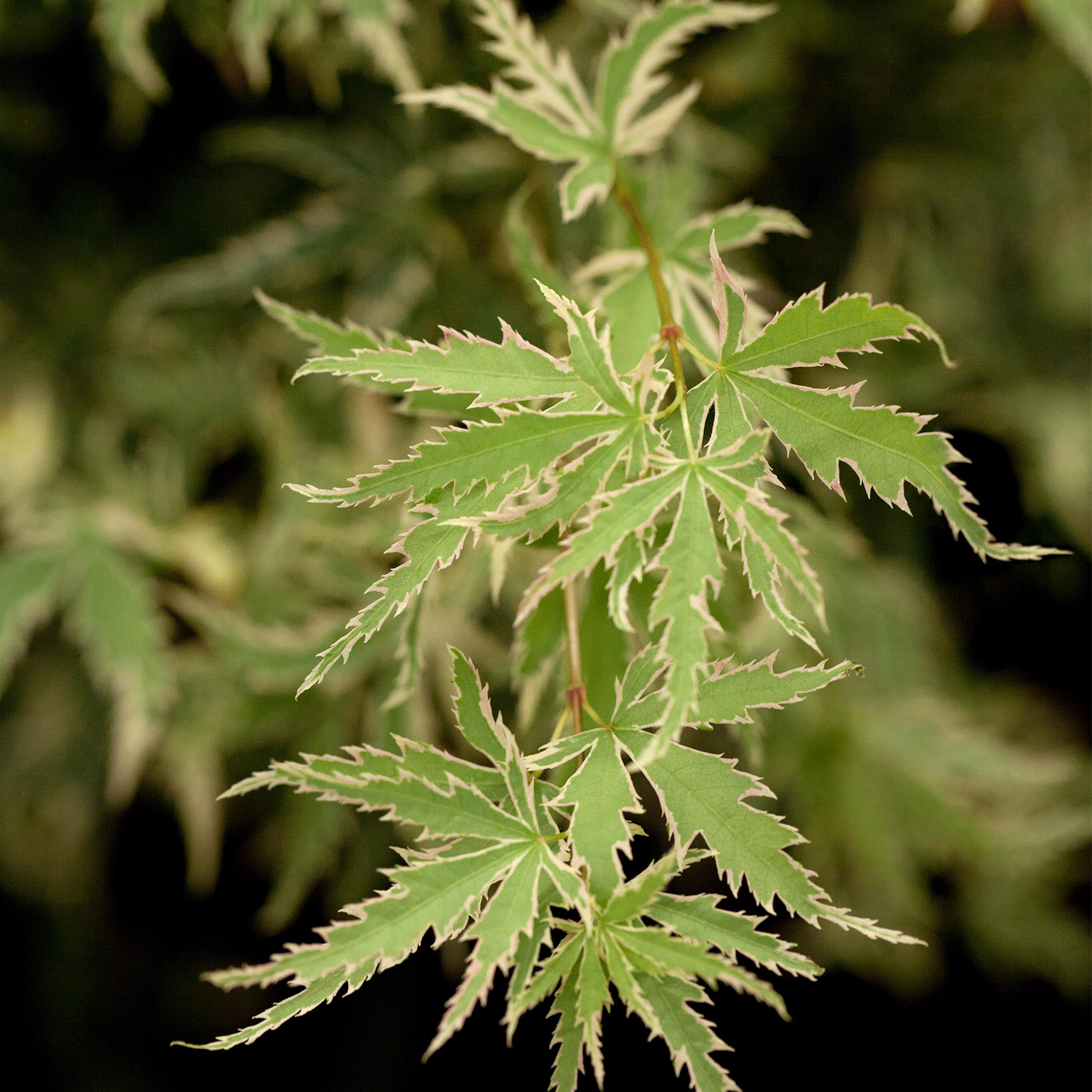 Fächerahorn 'Firecracker'