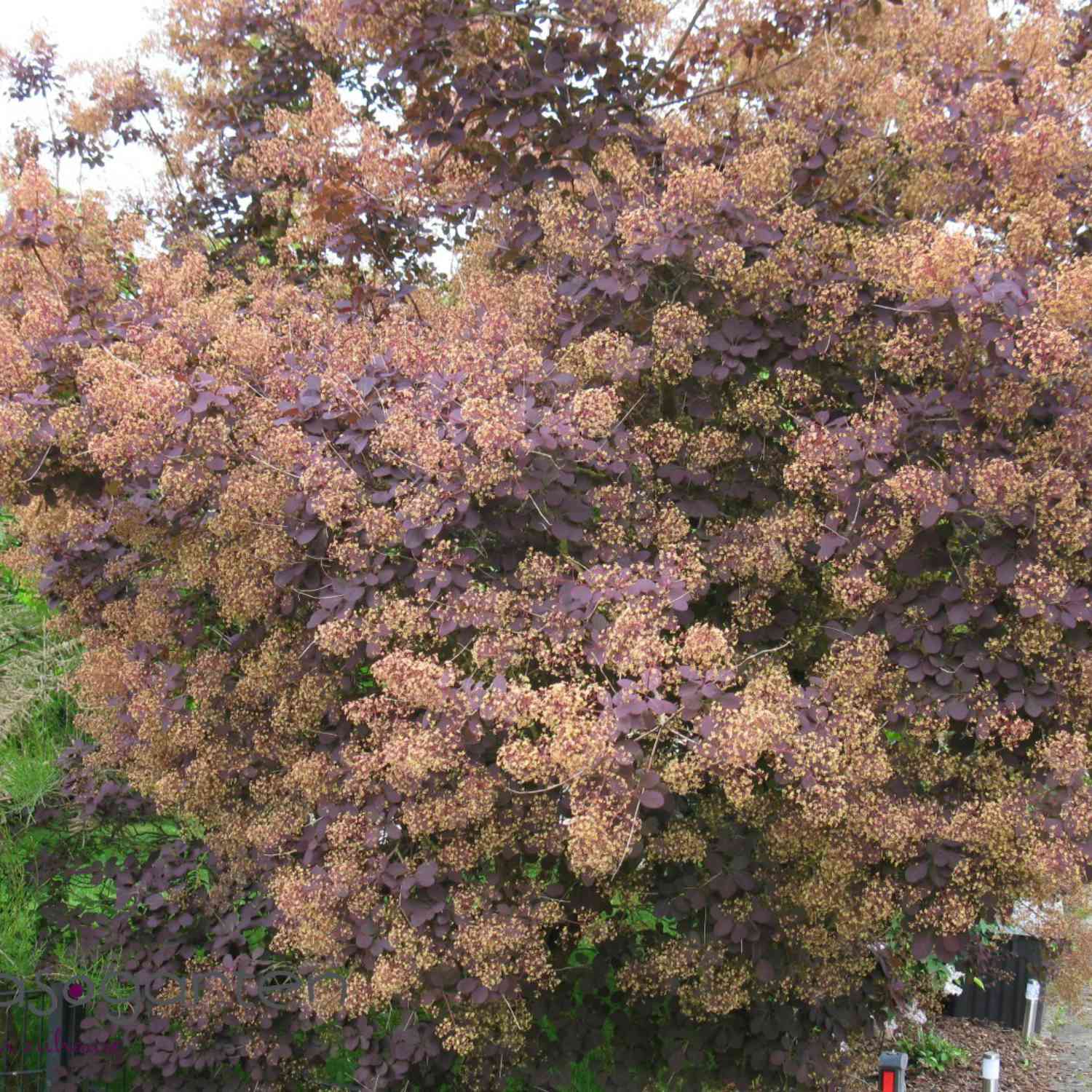 Perückenstrauch 'Royal Purple'